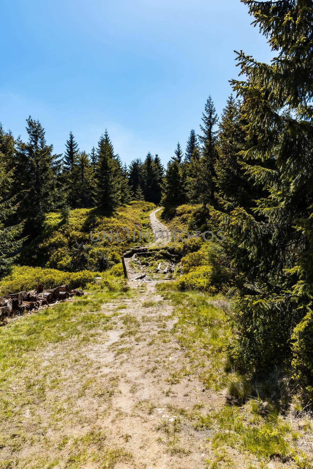 Long mountain trail in Jizera Mountains with high trees around by Wierzchu