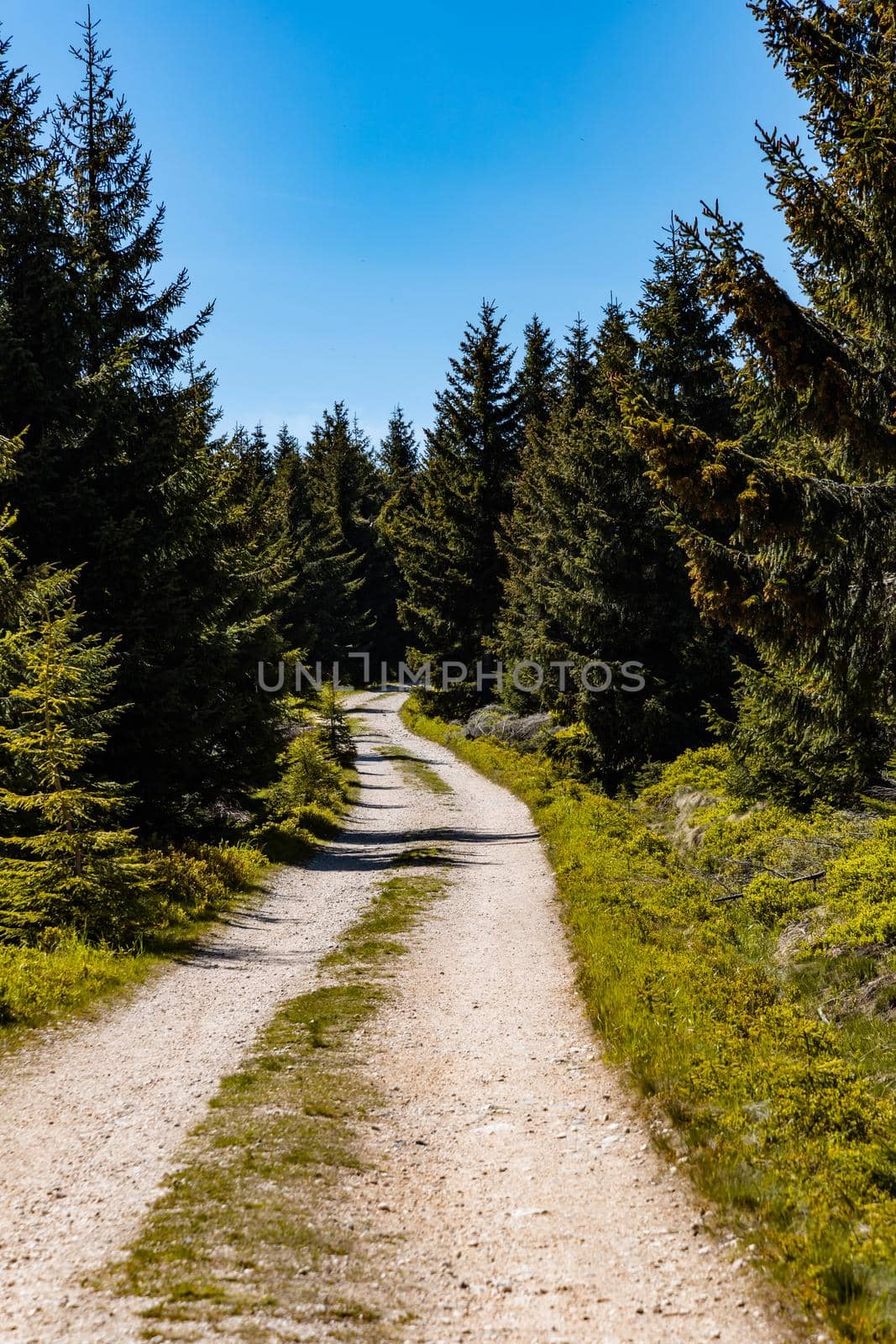 Long mountain trail in Jizera Mountains with high trees around by Wierzchu