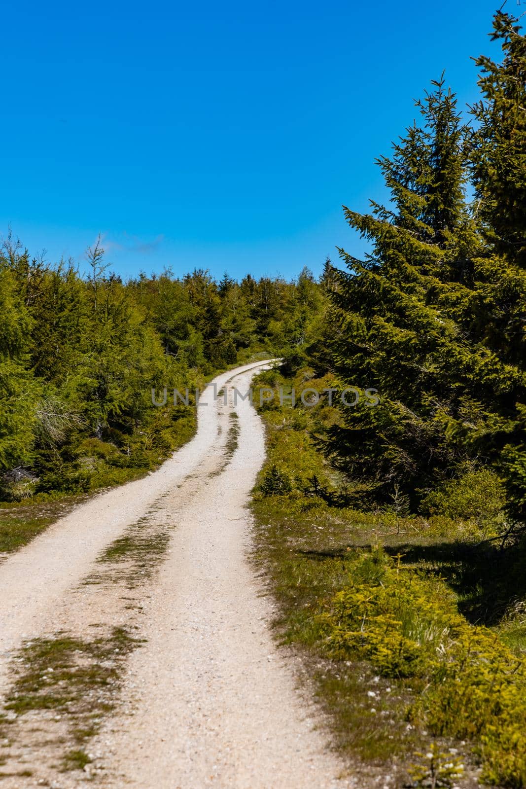 Long mountain trail in Jizera Mountains with high trees around by Wierzchu