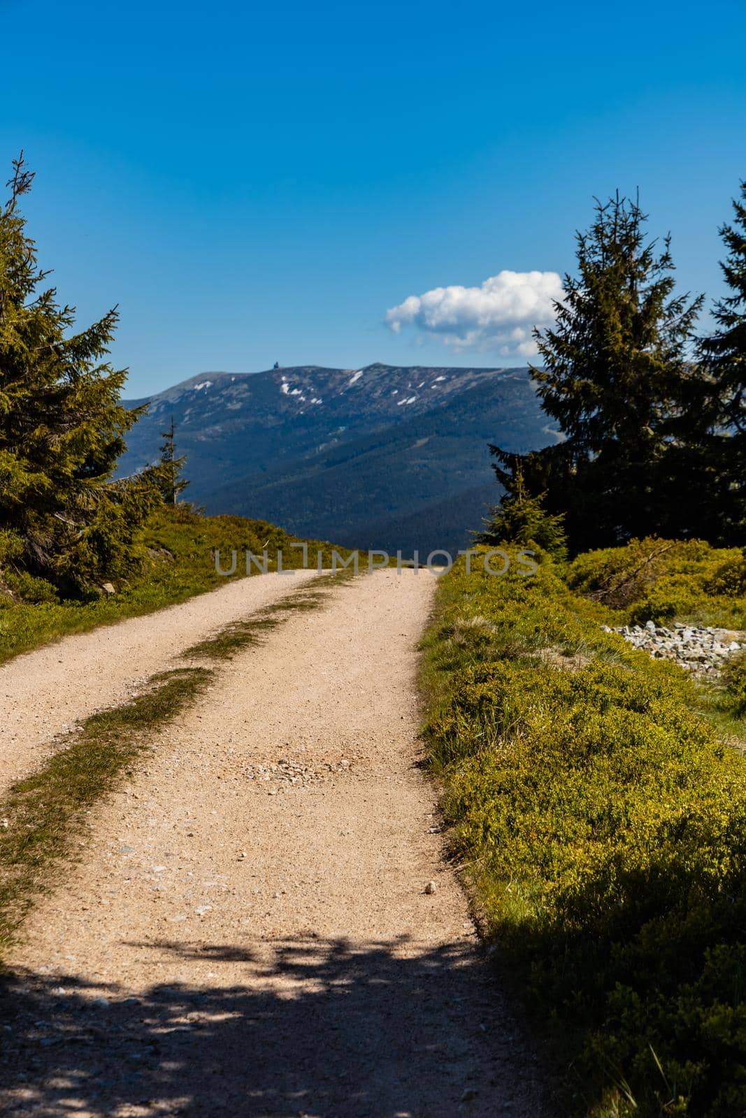 Long mountain trail in Jizera Mountains with high trees around by Wierzchu