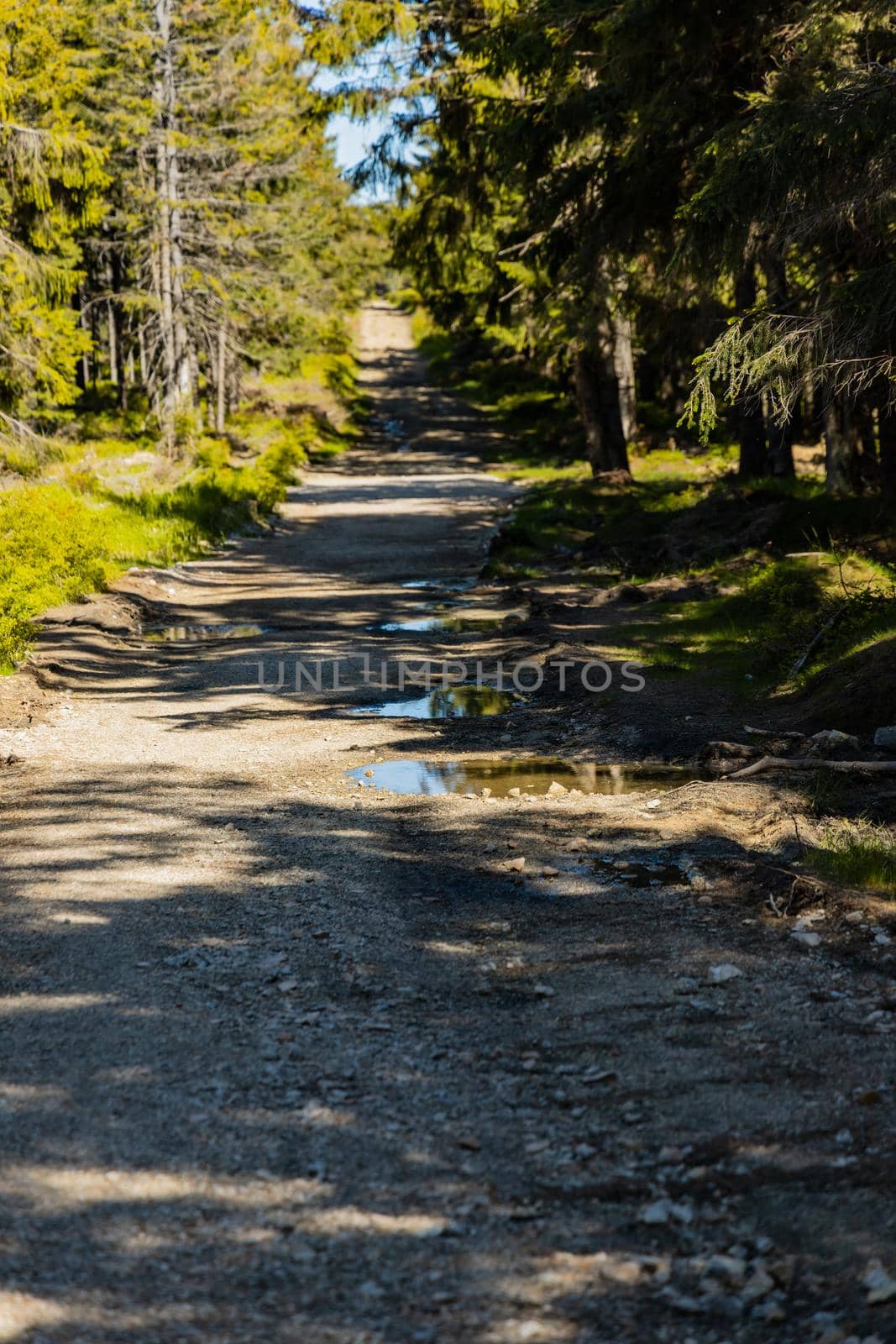 Long mountain trail in Jizera Mountains with high trees around