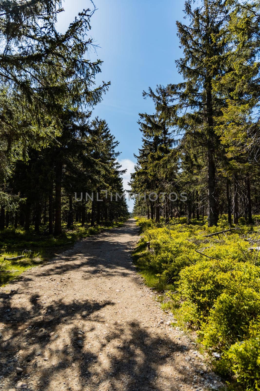 Long mountain trail in Jizera Mountains with high trees around