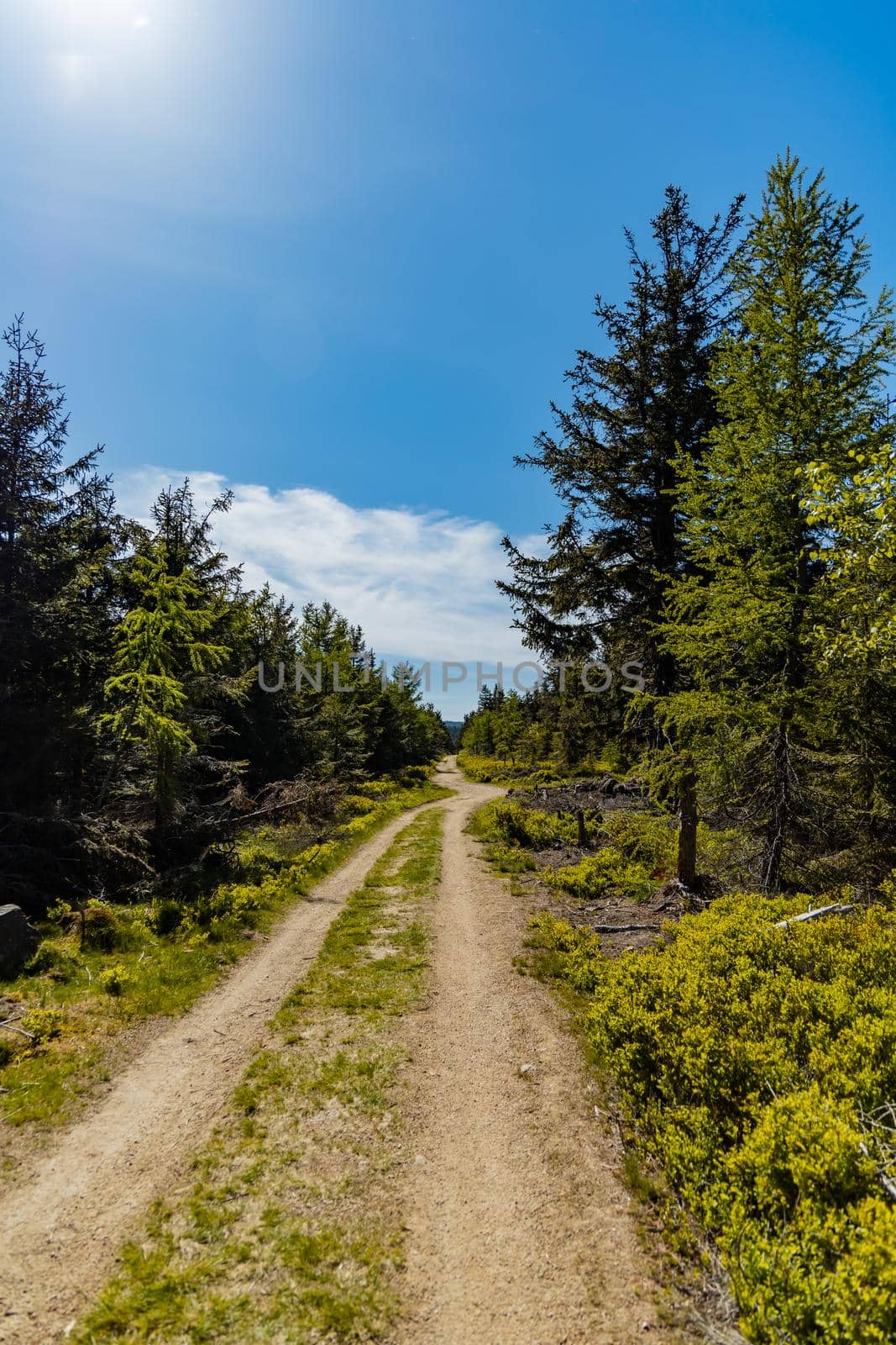 Long mountain trail in Jizera Mountains with high trees around by Wierzchu