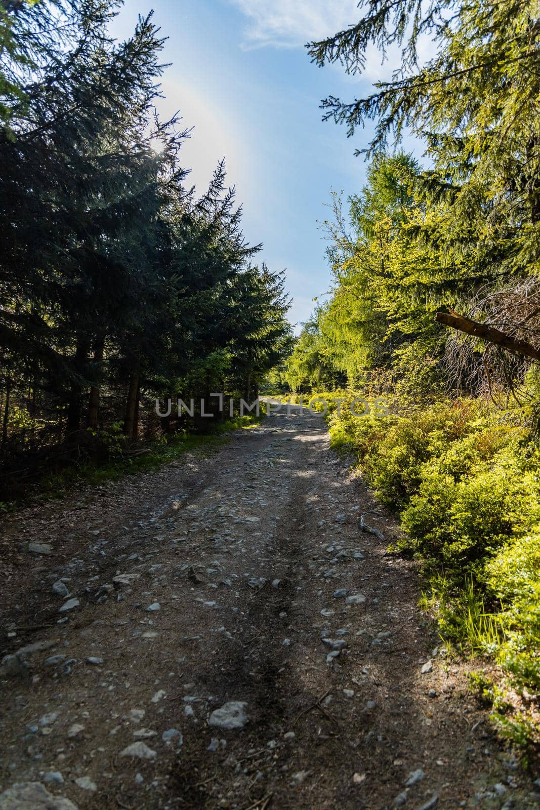 Long mountain trail in Jizera Mountains with high trees around by Wierzchu