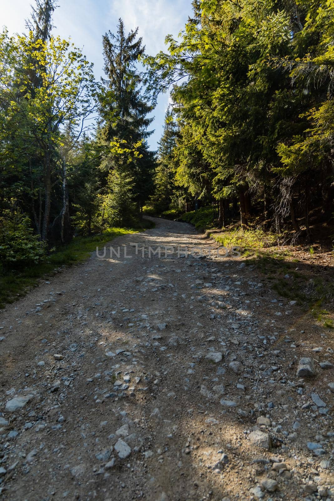 Long mountain trail in Jizera Mountains with high trees around