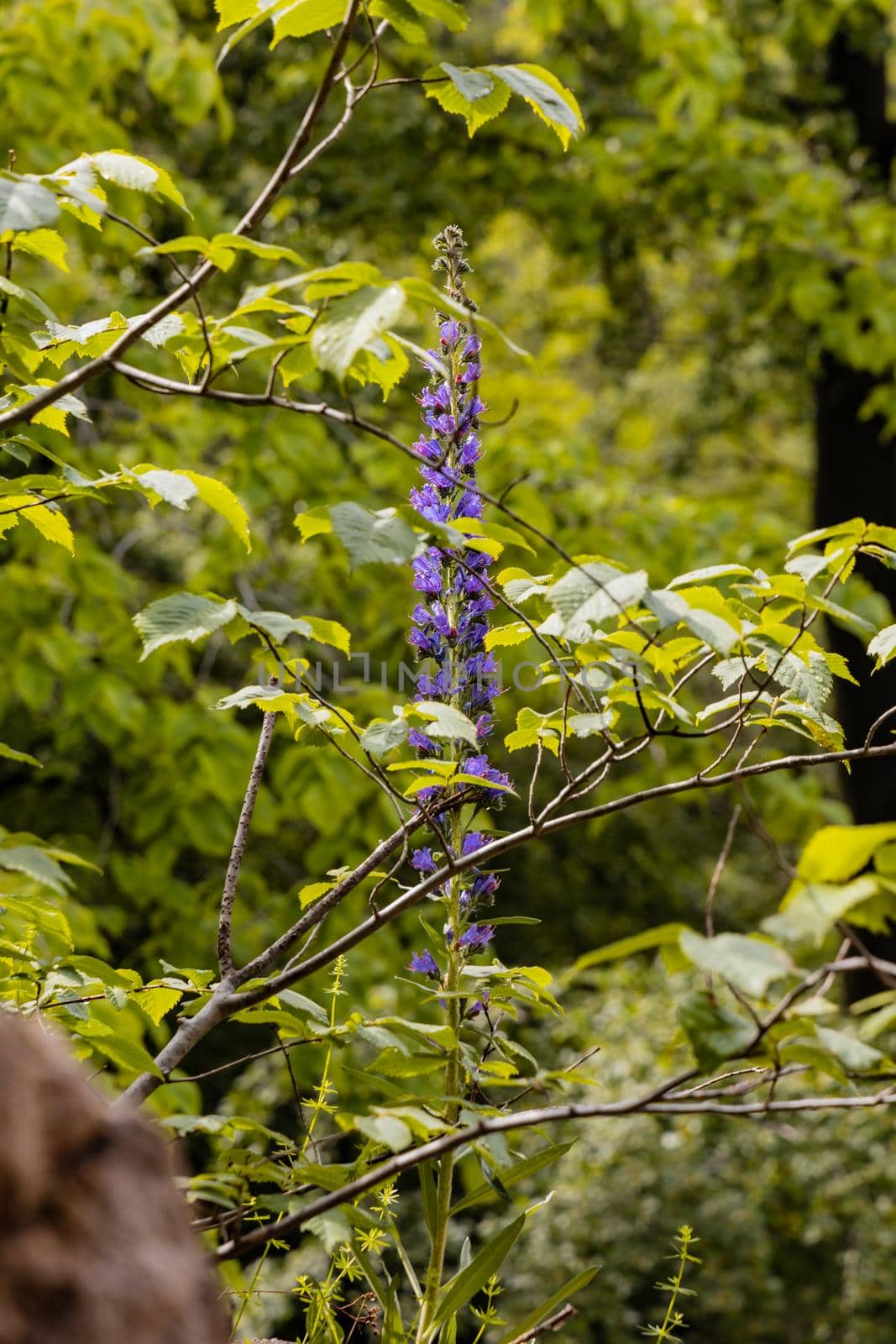 Small purple violet thin flower with green bushes around by Wierzchu