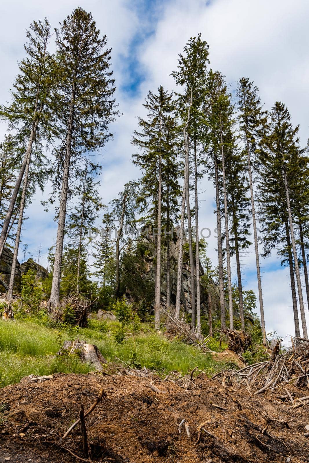 Big forest in Rudawy Janowickie mountains full of high old dry trees by Wierzchu