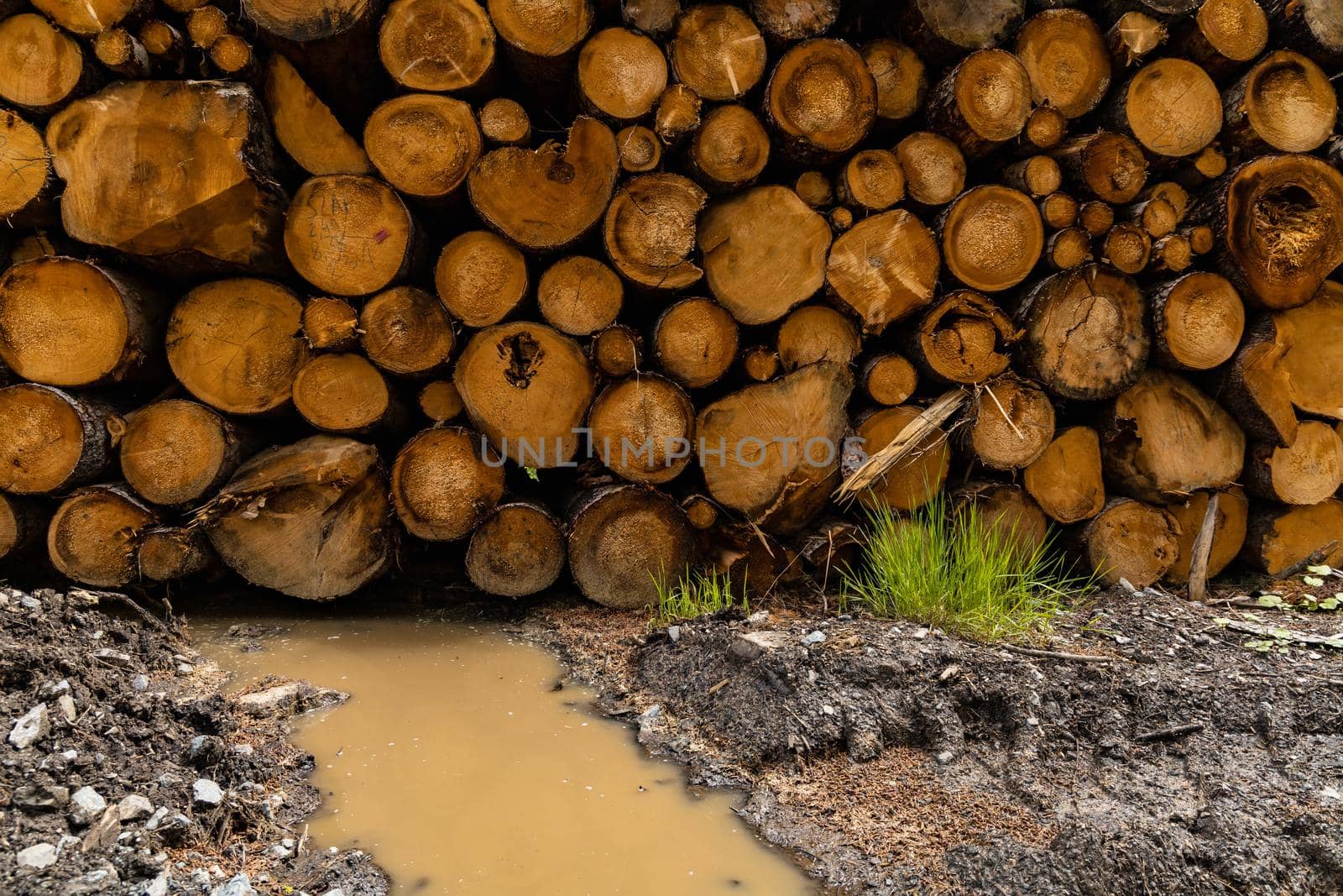 Small pile of felled trees as background