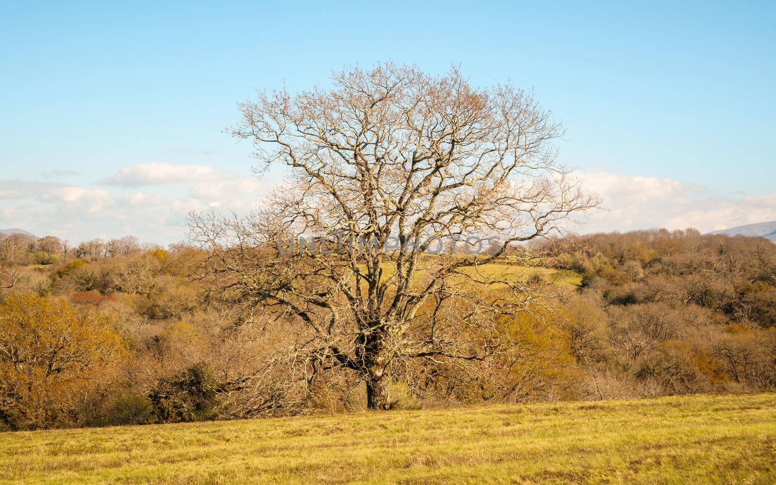 Tree in winter, hilly landscape, sunny weather in the Basque Country, France