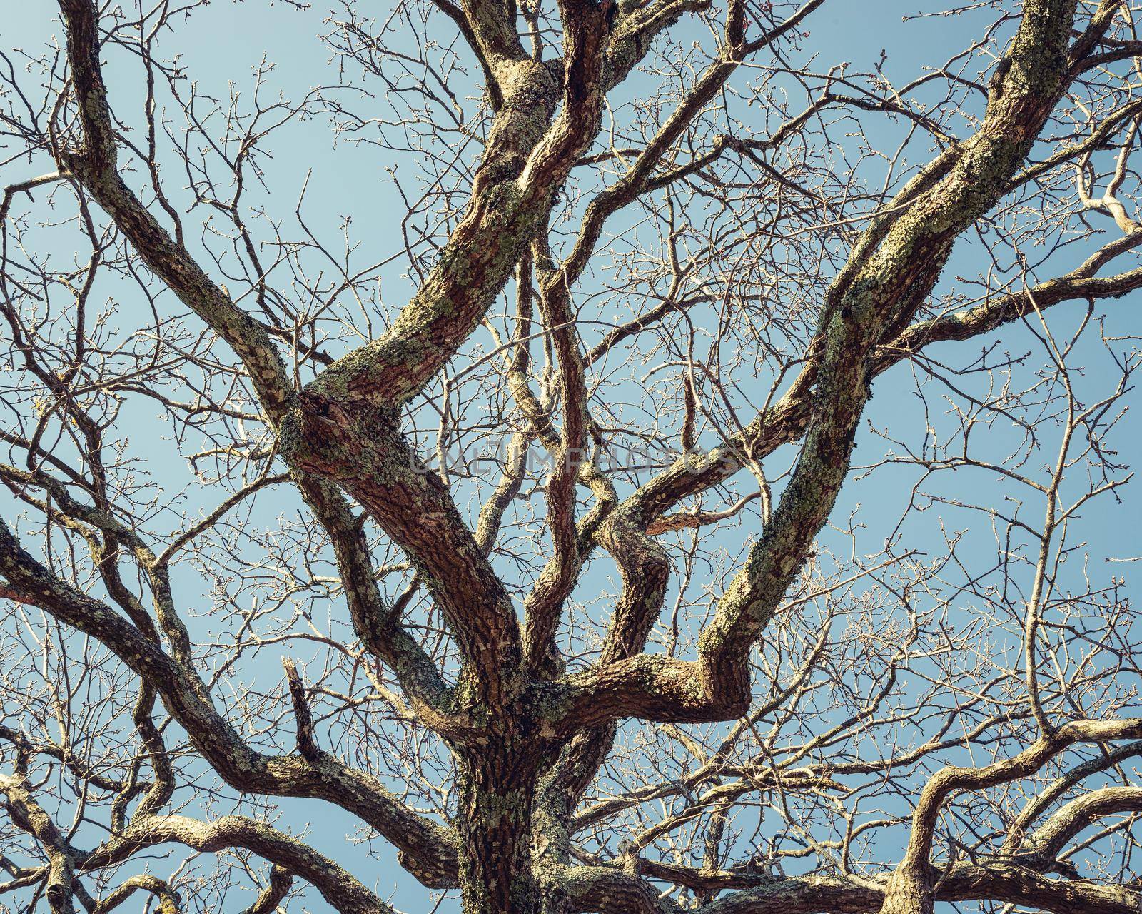 Detail of tree in winter, leafless branches, blue sky background