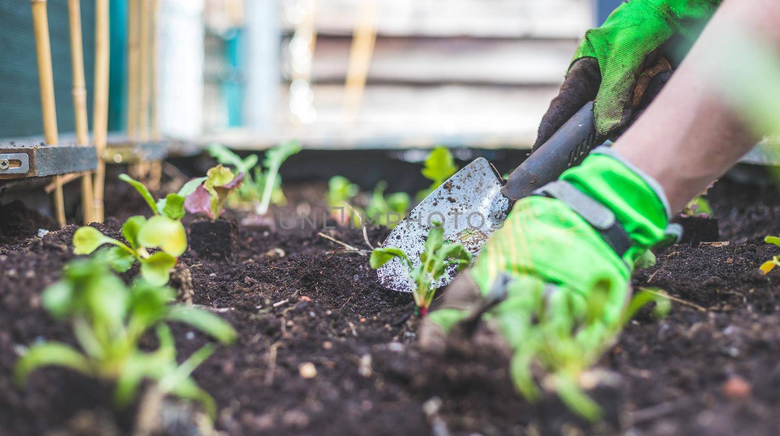 Woman is planting vegetables and herbs in raised bed. Fresh plants and soil.