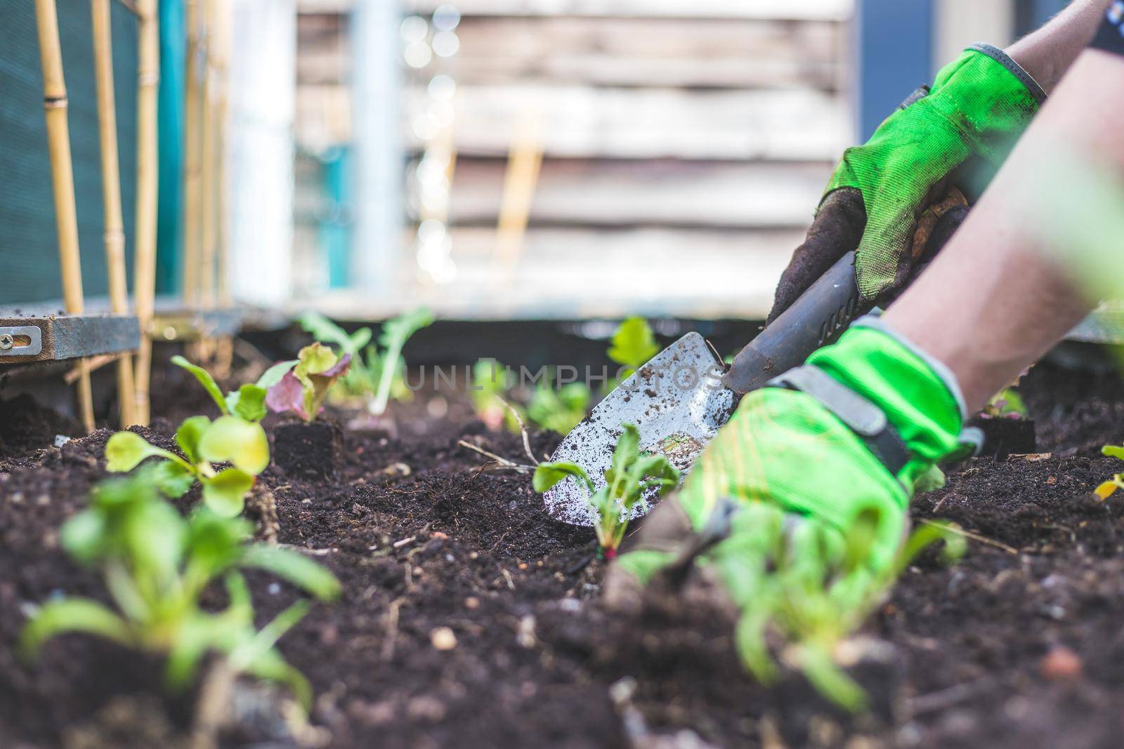 Woman is planting vegetables and herbs in raised bed. Fresh plants and soil.