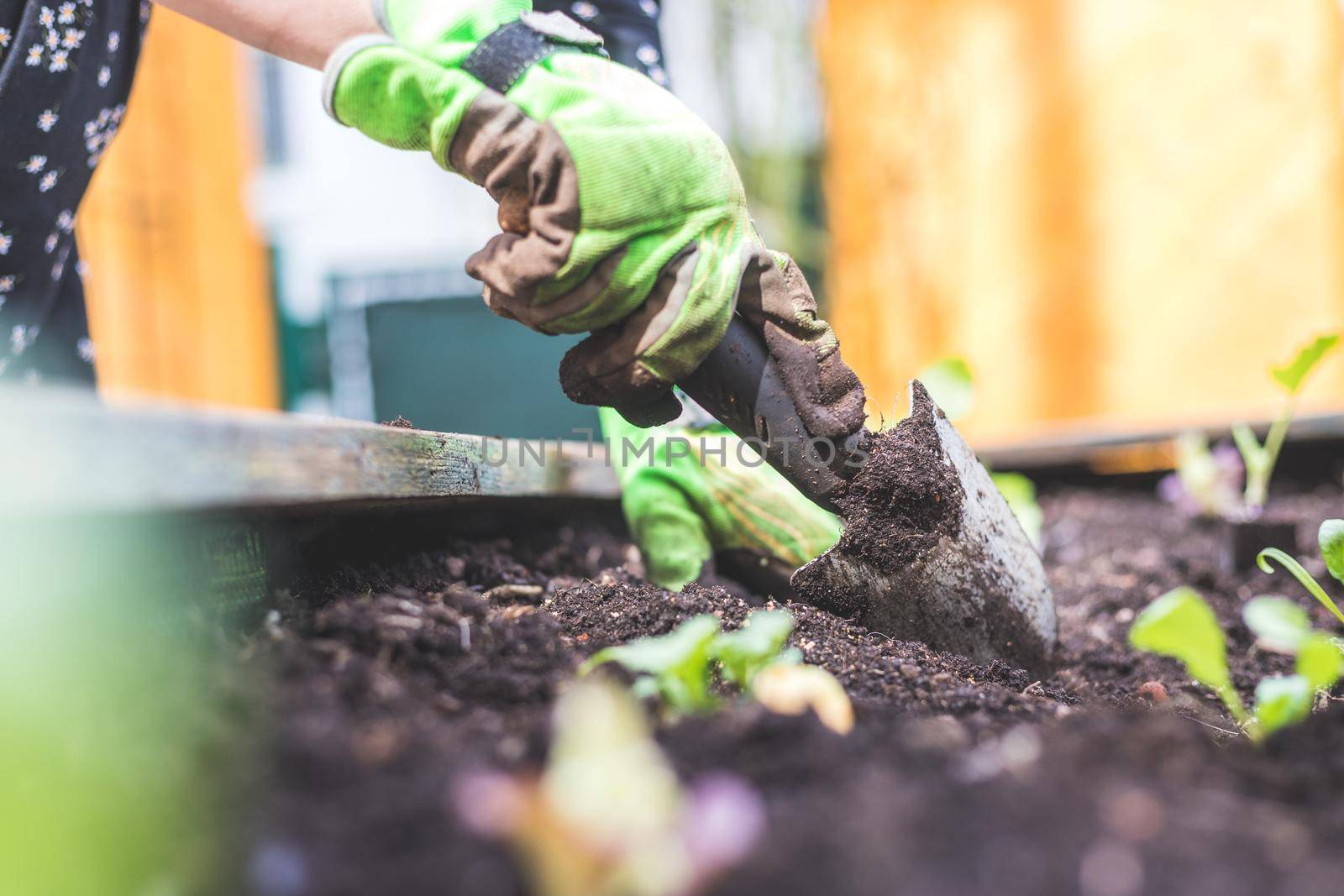 Planting vegetables and herbs in raised bed. Fresh plants and soil.