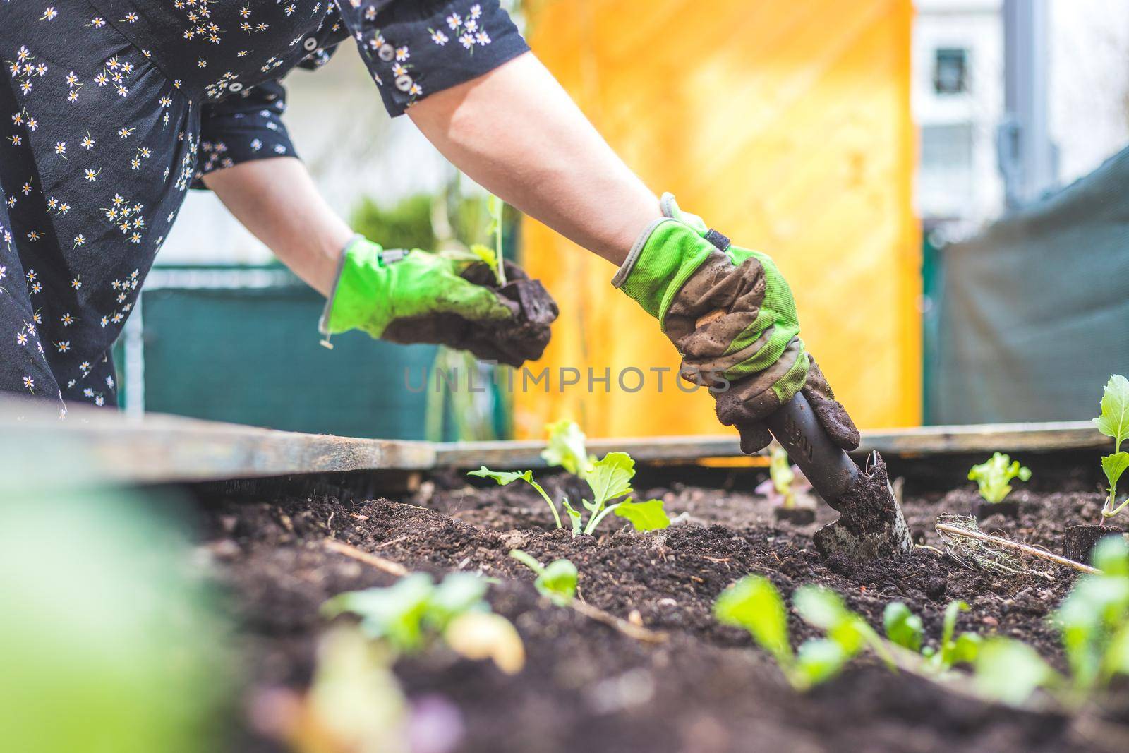 Woman is planting vegetables and herbs in raised bed. Fresh plants and soil.