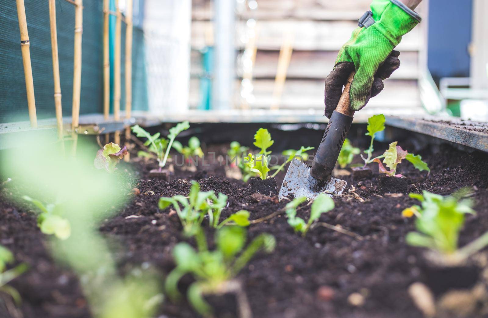 Woman is planting vegetables and herbs in raised bed. Fresh plants and soil.