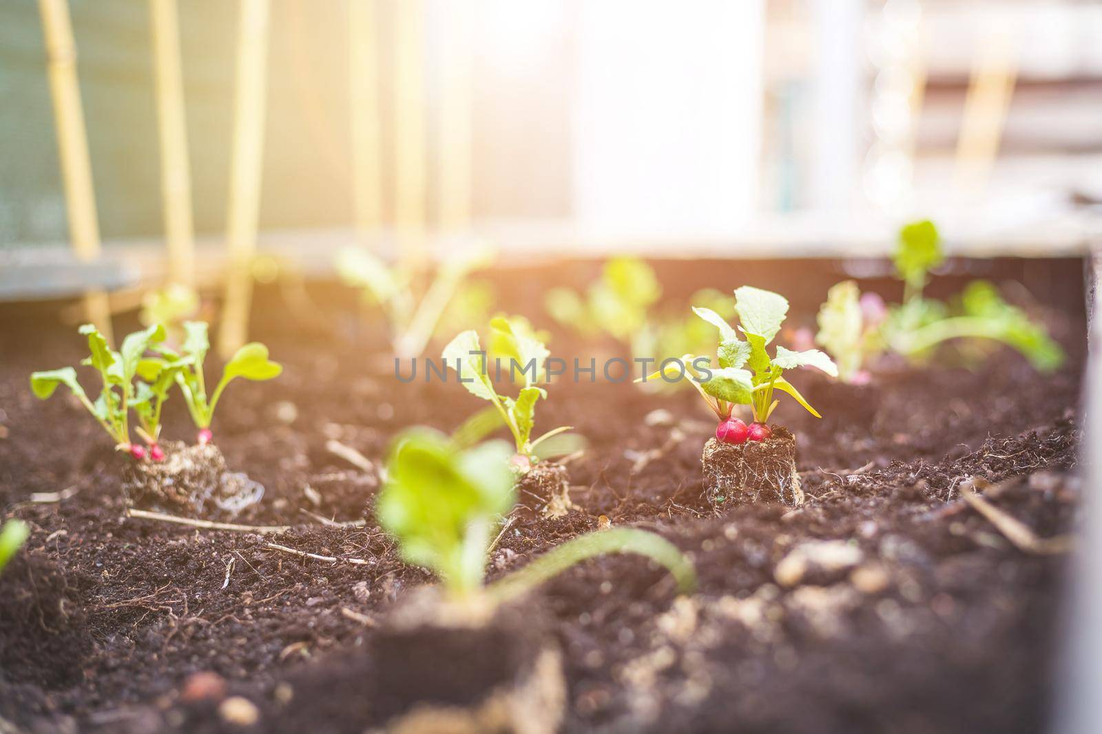 Planting radish, vegetables and herbs in raised bed. Fresh plants and soil.