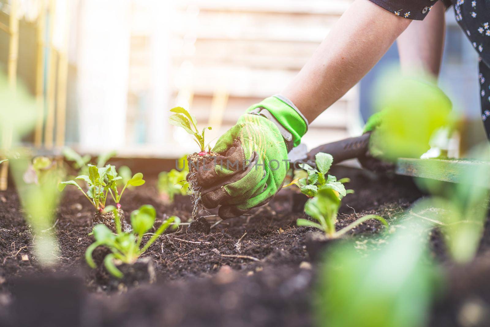 Woman is planting radish, vegetables and herbs in raised bed. Fresh plants and soil.