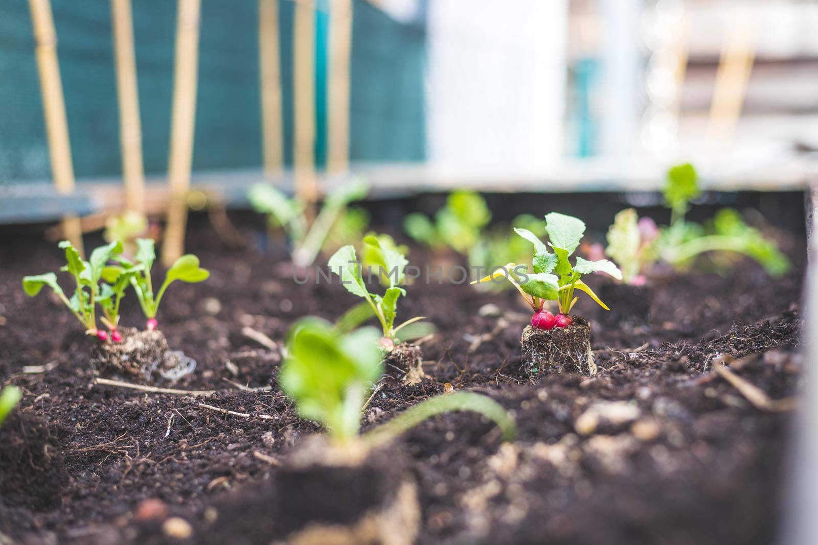 Planting radish, vegetables and herbs in raised bed. Fresh plants and soil.