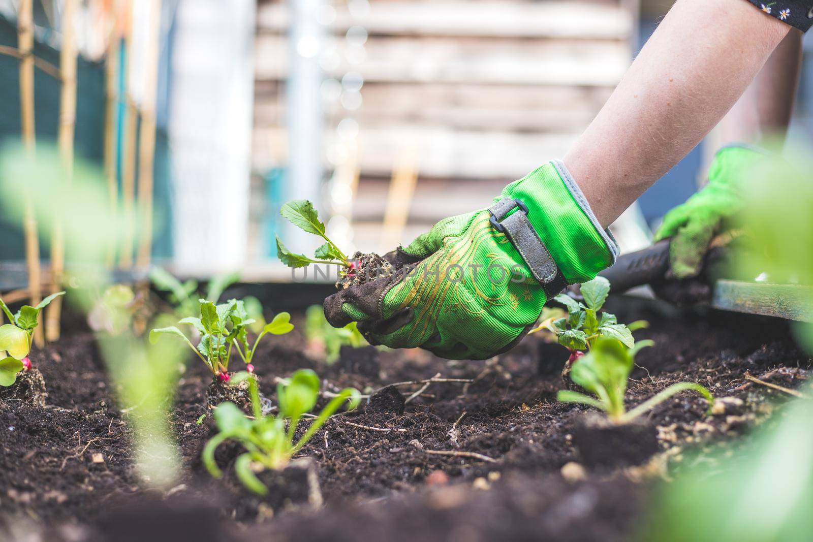 Woman is planting radish, vegetables and herbs in raised bed. Fresh plants and soil.