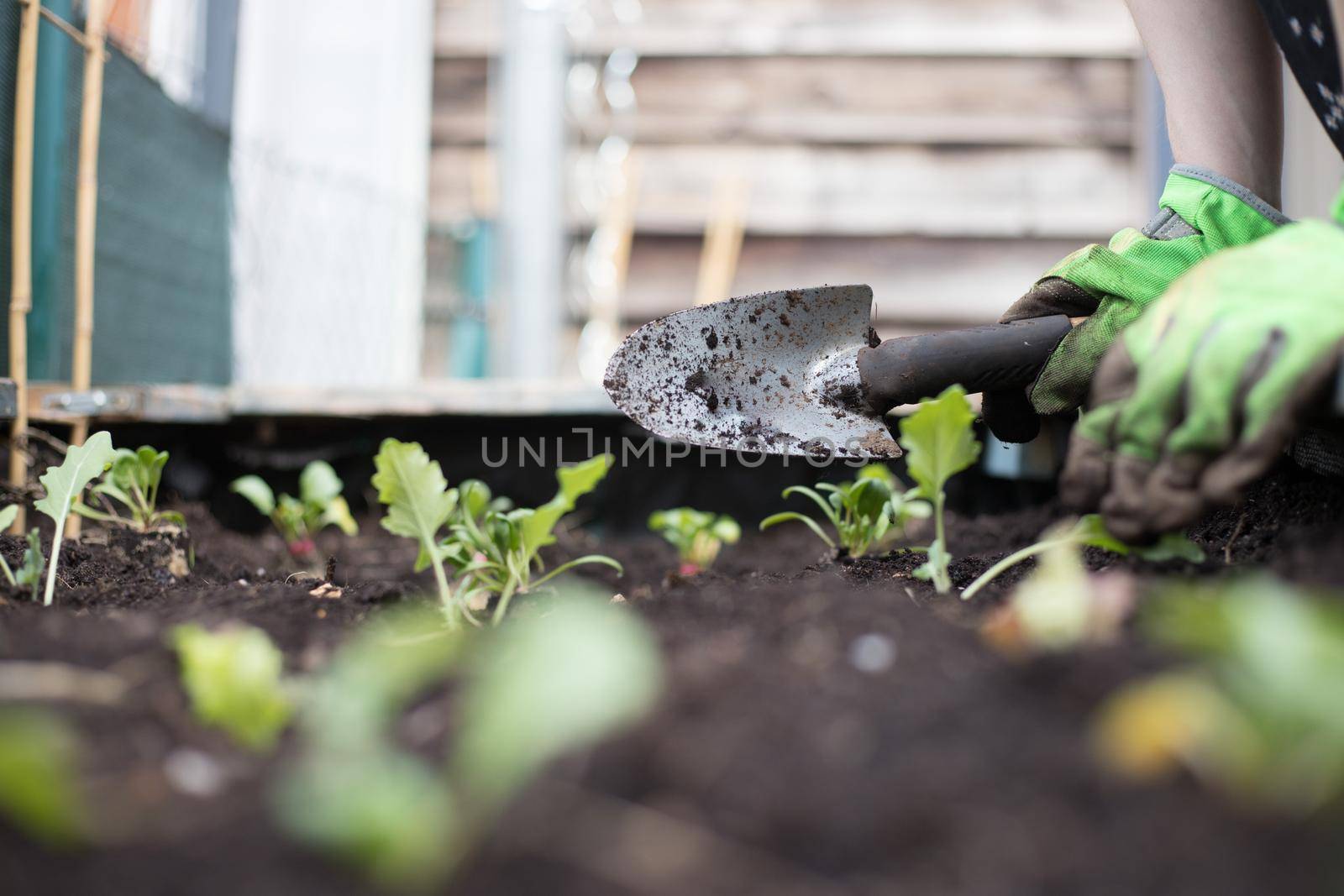 Planting vegetables and herbs in raised bed. Fresh plants and soil.