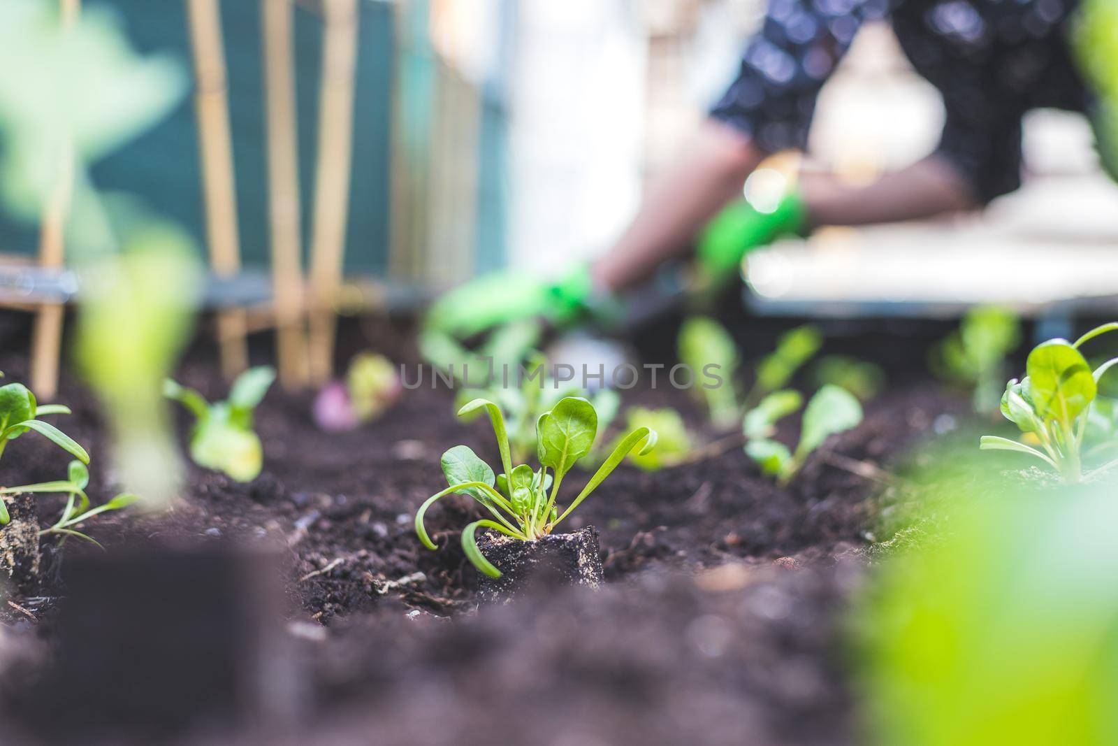 Planting vegetables and herbs in raised bed. Fresh plants and soil.