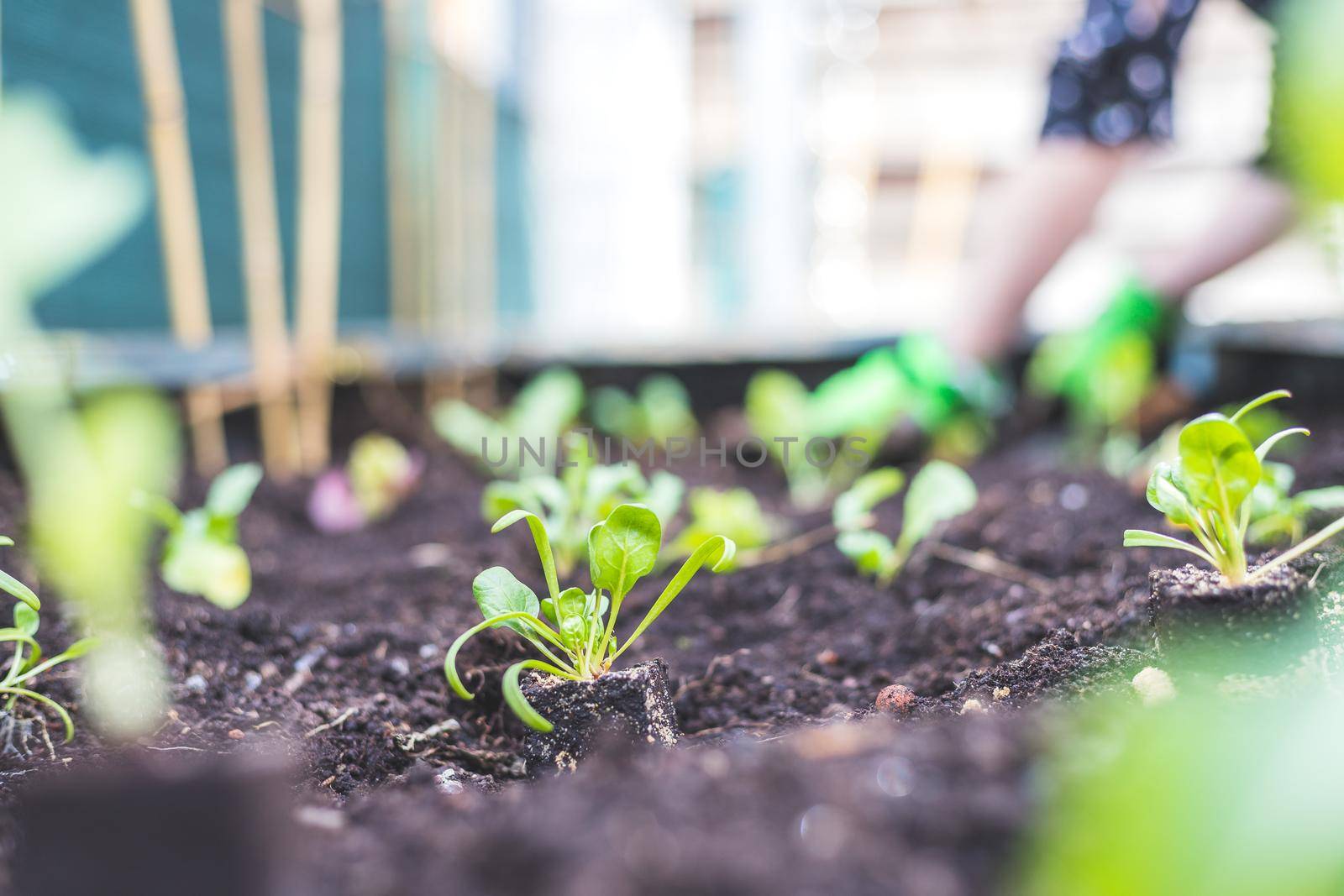 Planting vegetables and herbs in raised bed. Fresh plants and soil.