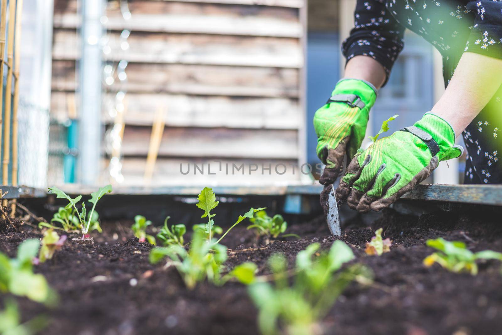 Woman is planting vegetables and herbs in raised bed. Fresh plants and soil.