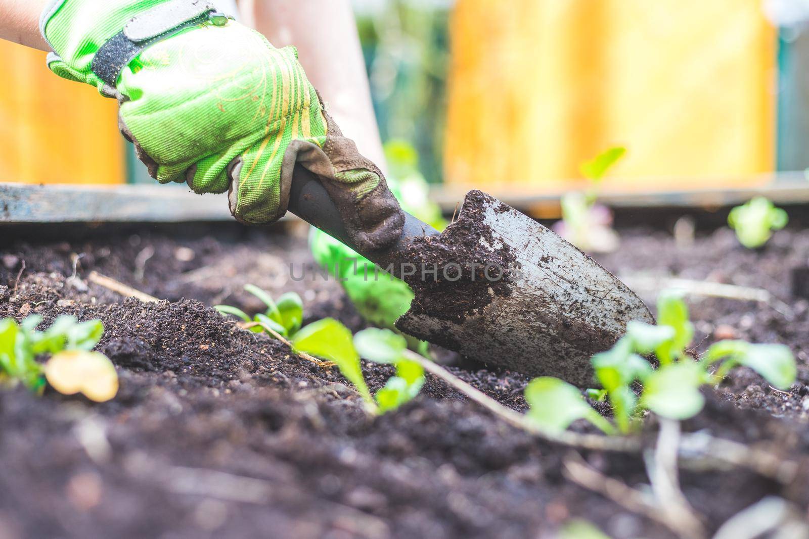 Woman is planting vegetables and herbs in raised bed. Fresh plants and soil.