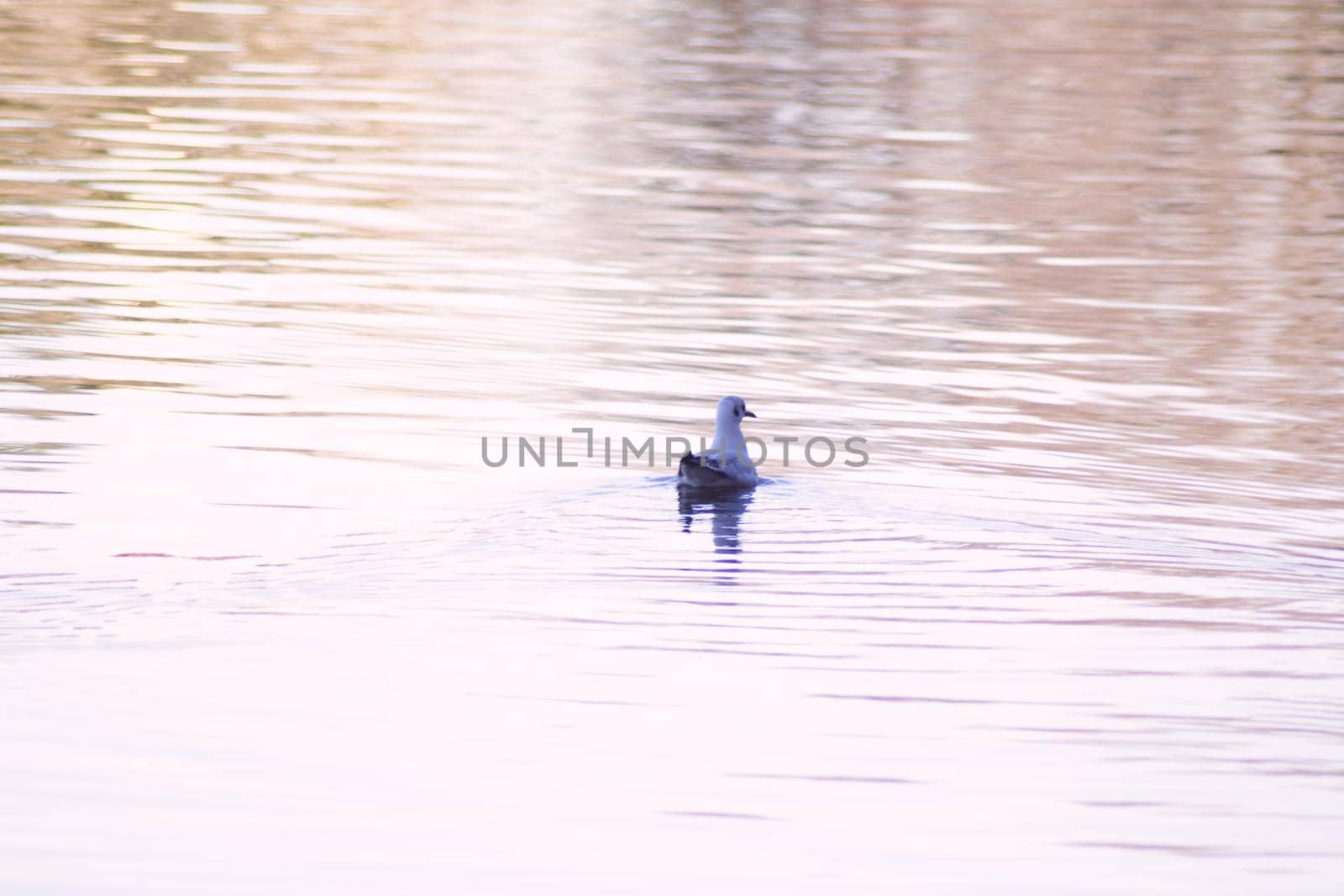 Duck silhouette swimming in a lake. Sunset