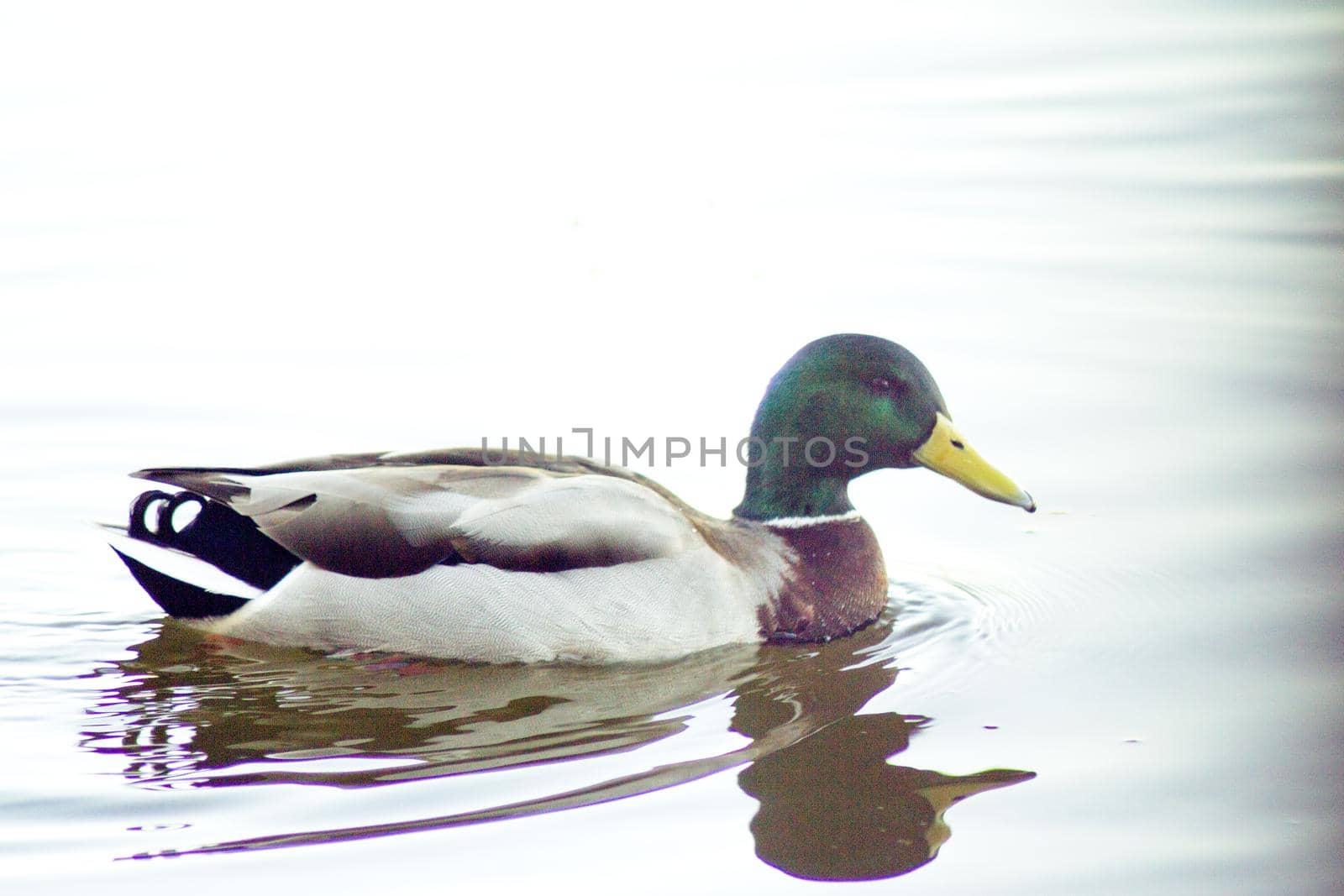 Duck silhouette swimming in a lake. Sunset