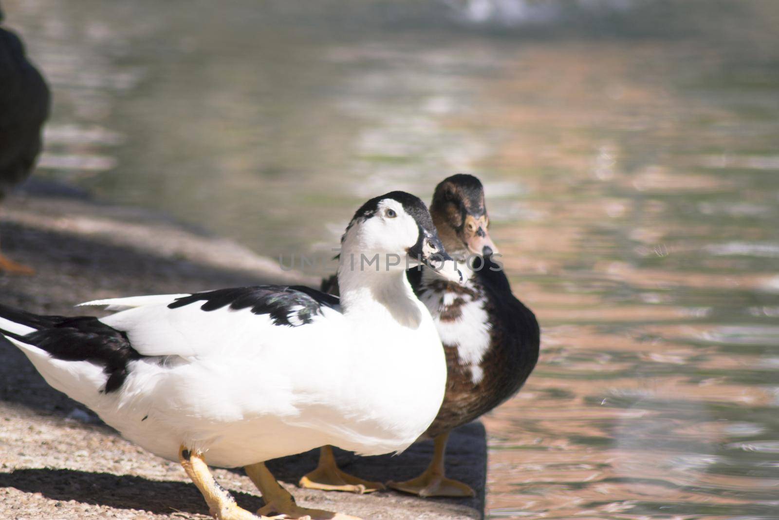 Duck living in an artificial city pond. No people