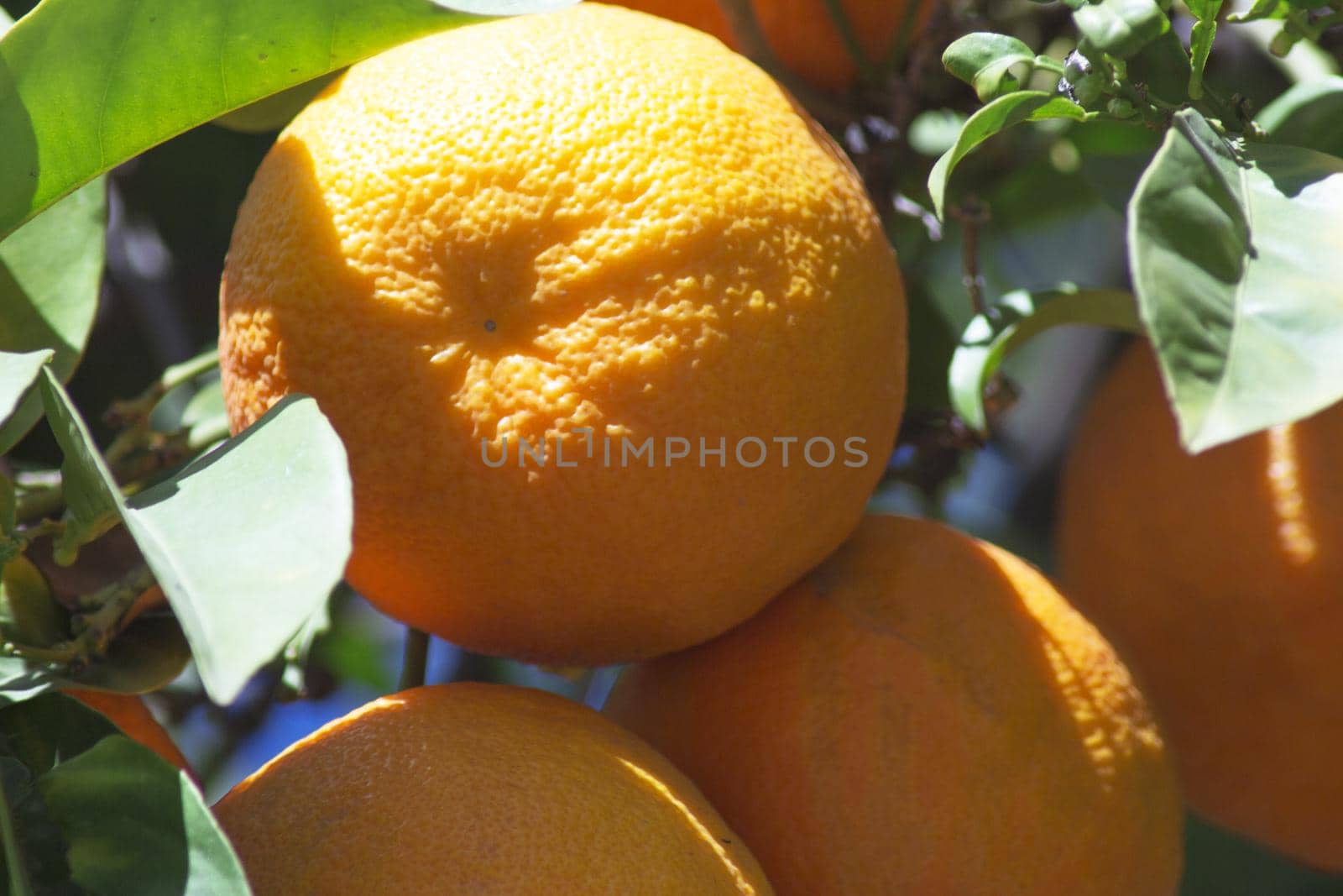 Orange tree in the sun with very green leaves. No people