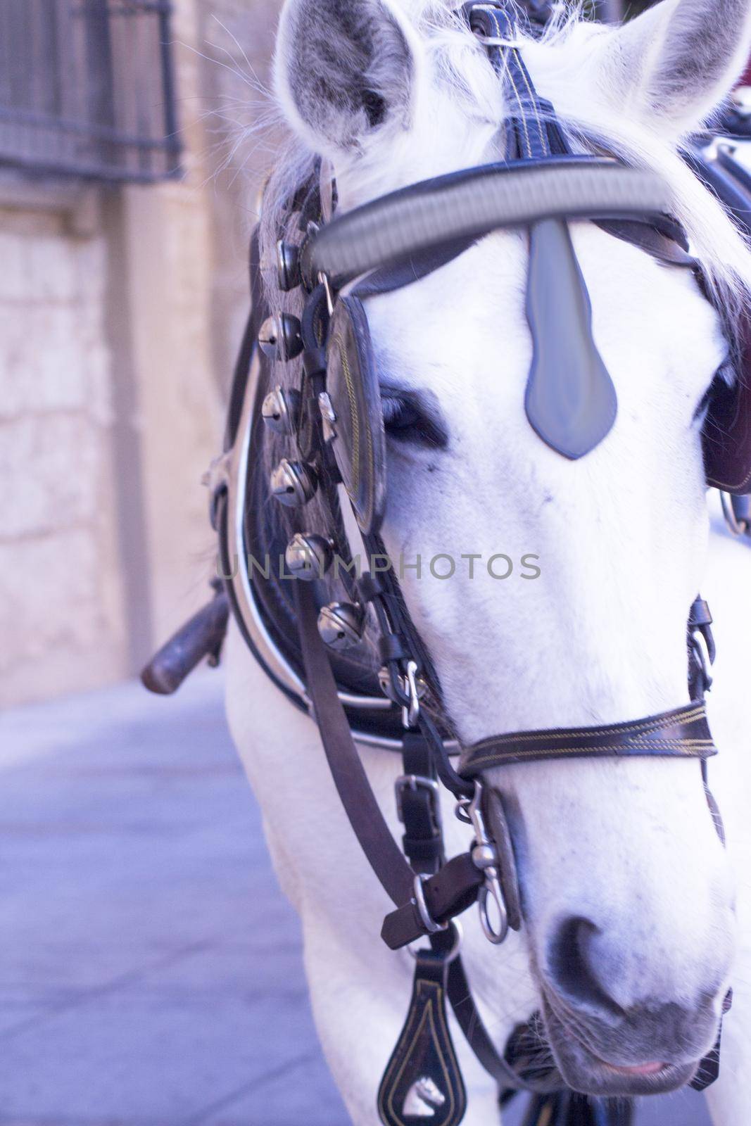 White horse used to pull a tourist cart. No people