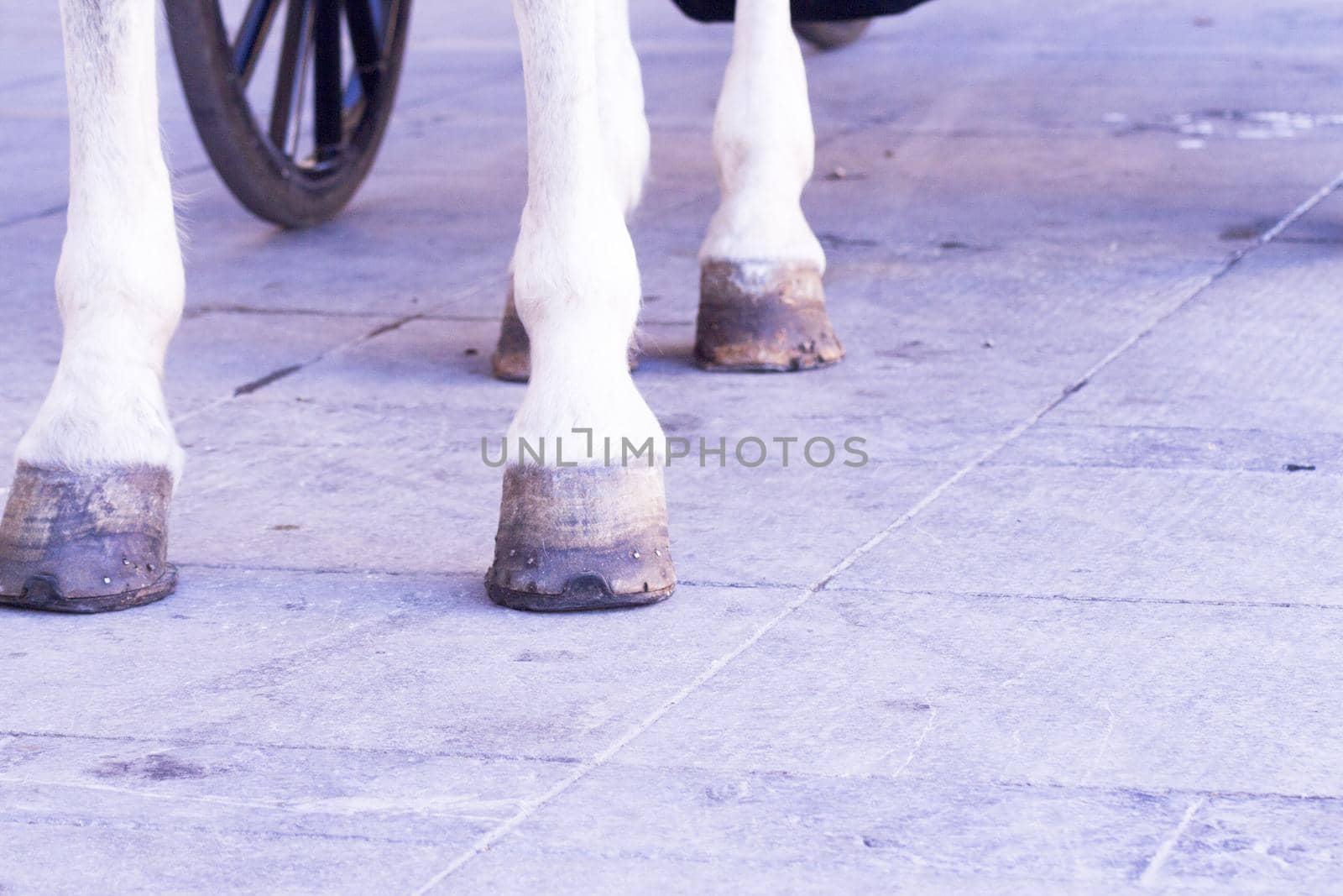 White horse legs on asphalt. No people