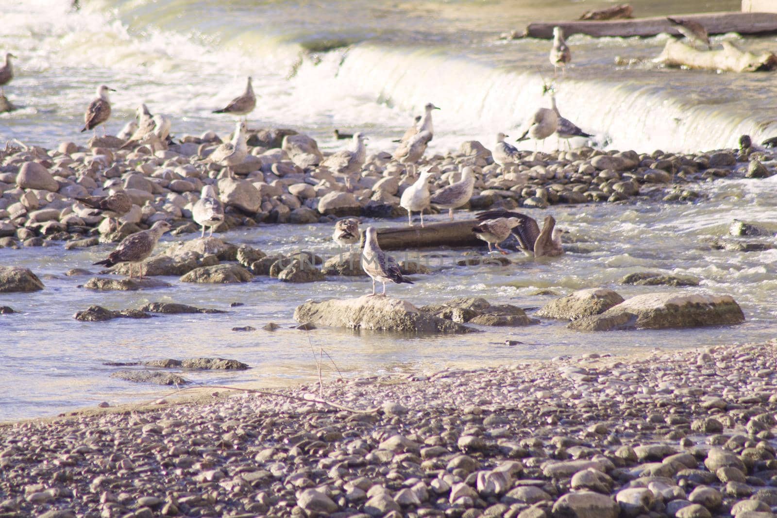 Group of seagulls perched on the bank of a river. No people