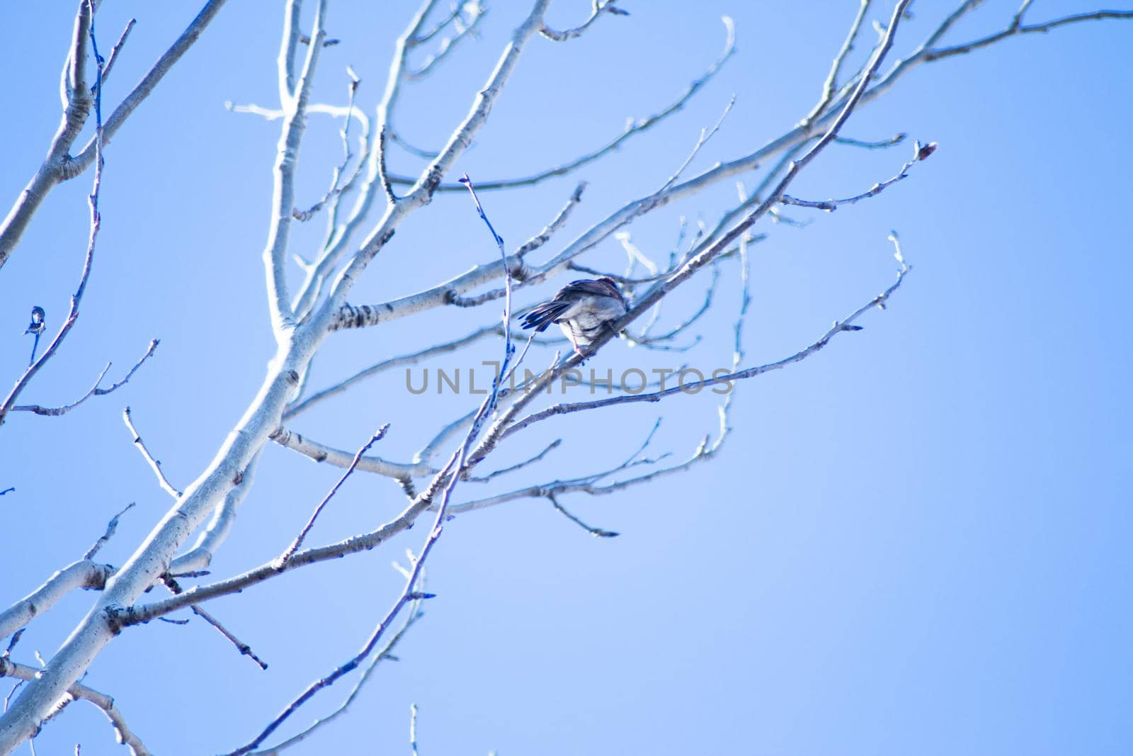 Tree branches on blue sky background. No people