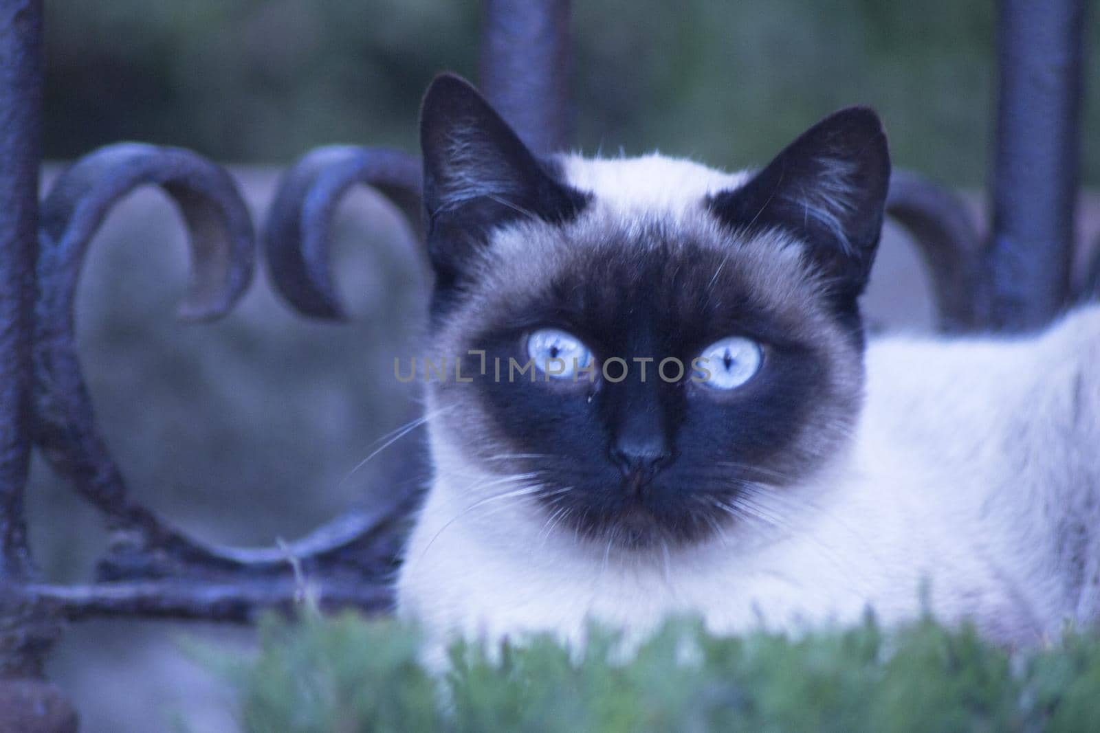 Siamese cat with blue eyes lying on the street. No people