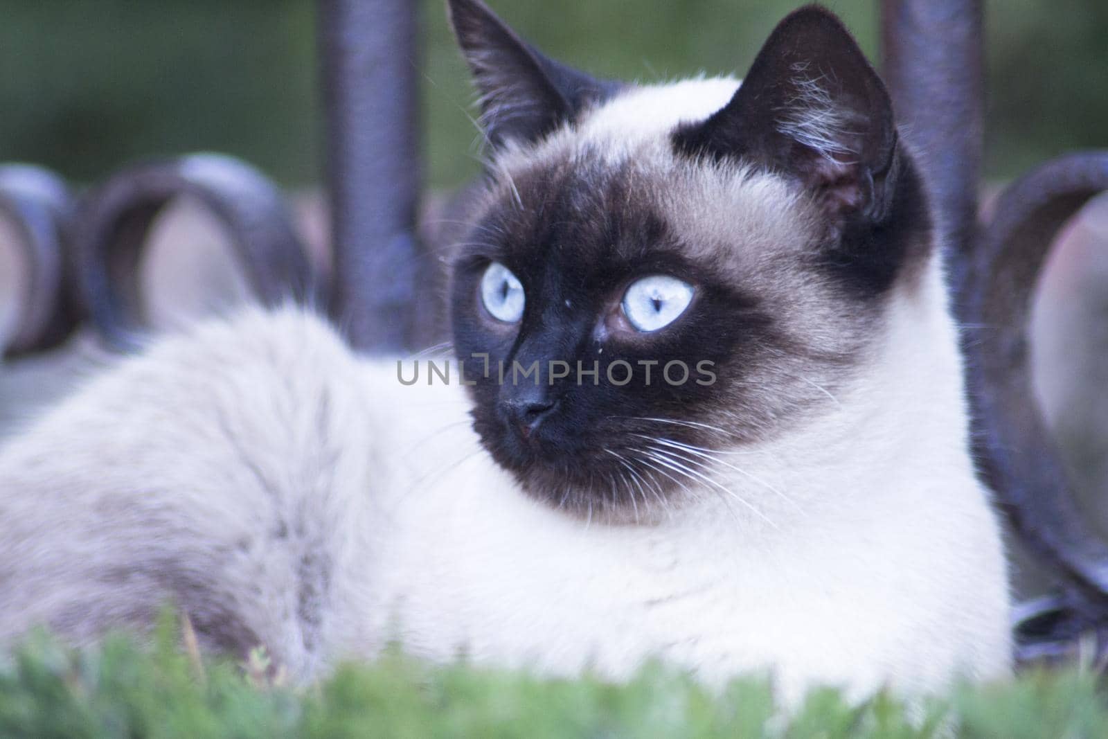 Siamese cat with blue eyes lying on the street. No people