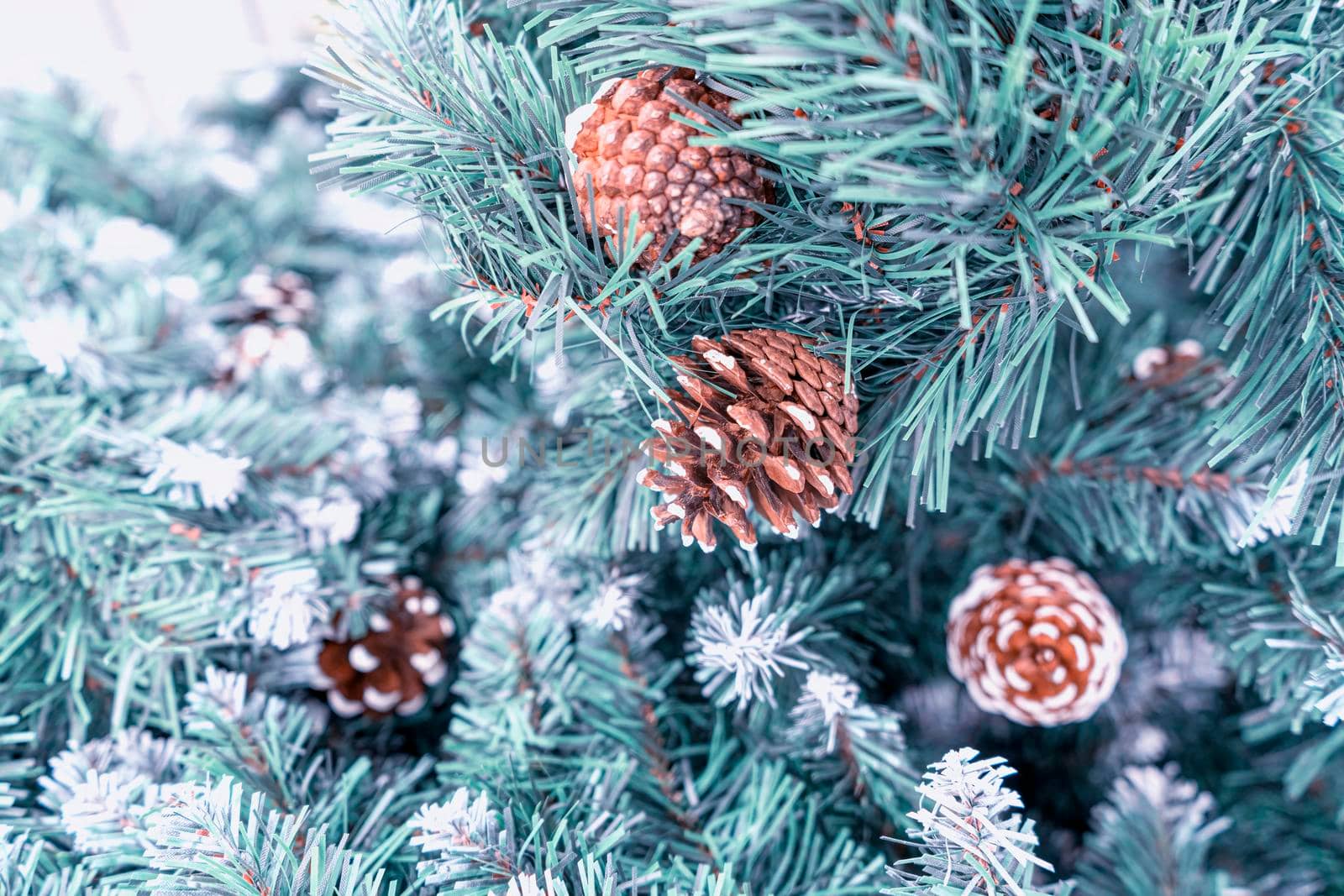 pine branch with a cone close up against the blue sky. High quality photo