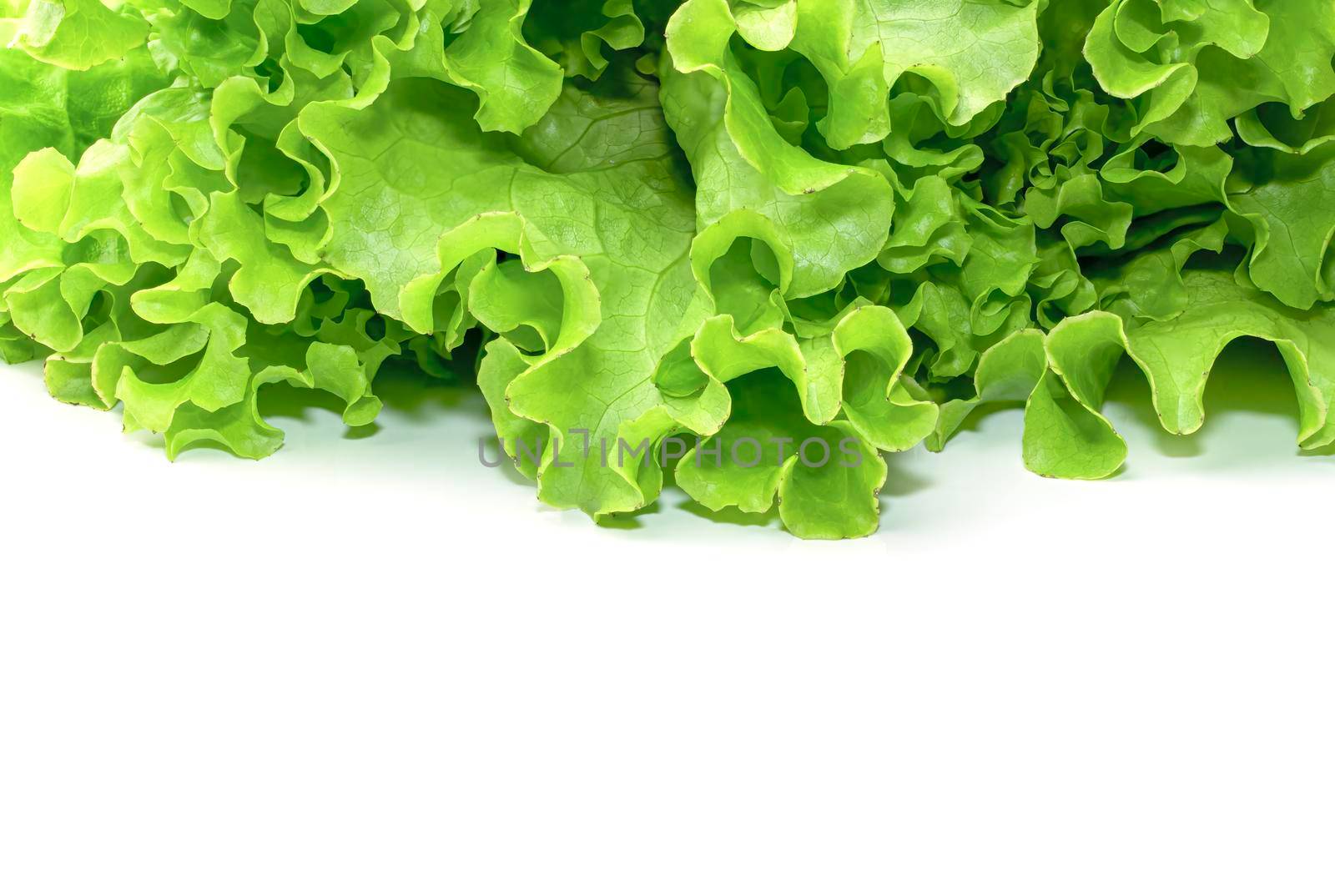lettuce leaf on a white background close-up. isolate by roman112007