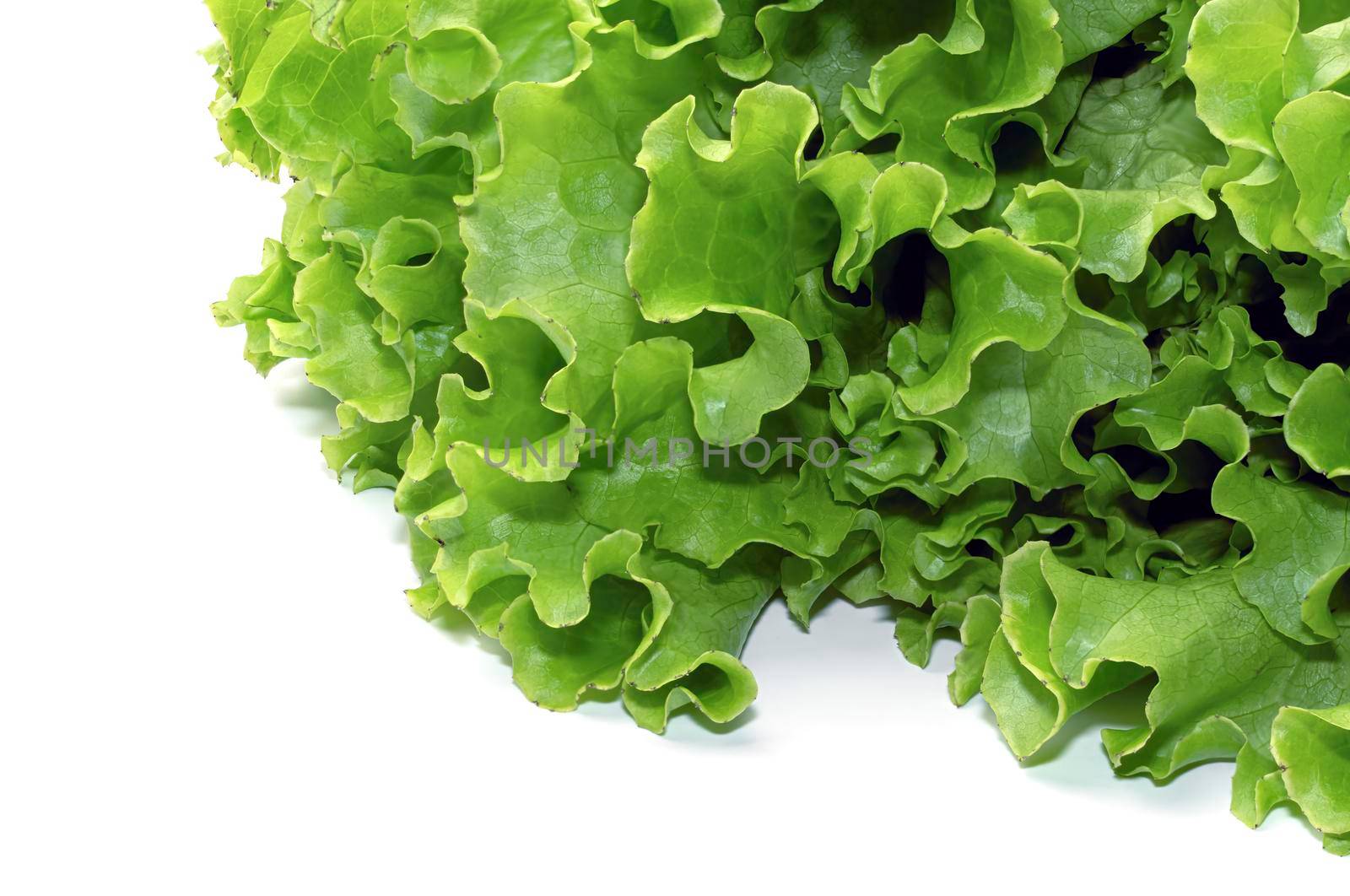 lettuce leaf on a white background close-up. isolate. High quality photo