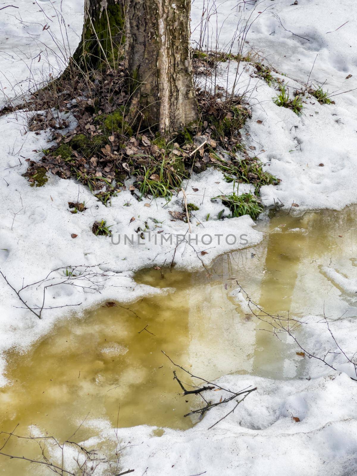 In the wood the spring begins, trees and bushes stand in water, a sunny day, patches of light and reflection on water, trunks of trees are reflected in a puddle, streams flow, conceals snow by vladimirdrozdin