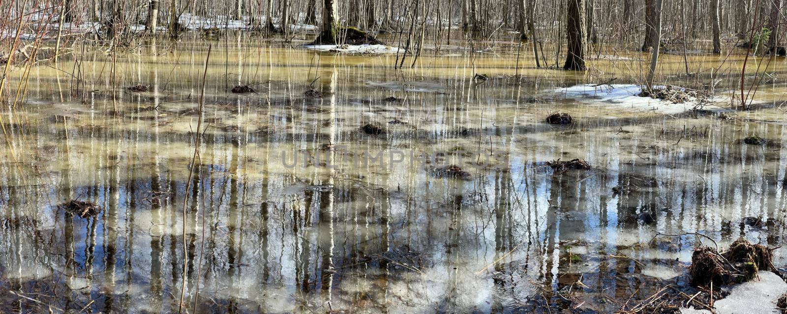 In the wood the spring begins, trees and bushes stand in water, a sunny day, patches of light and reflection on water, trunks of trees are reflected in a puddle, streams flow, conceals snow. High quality photo