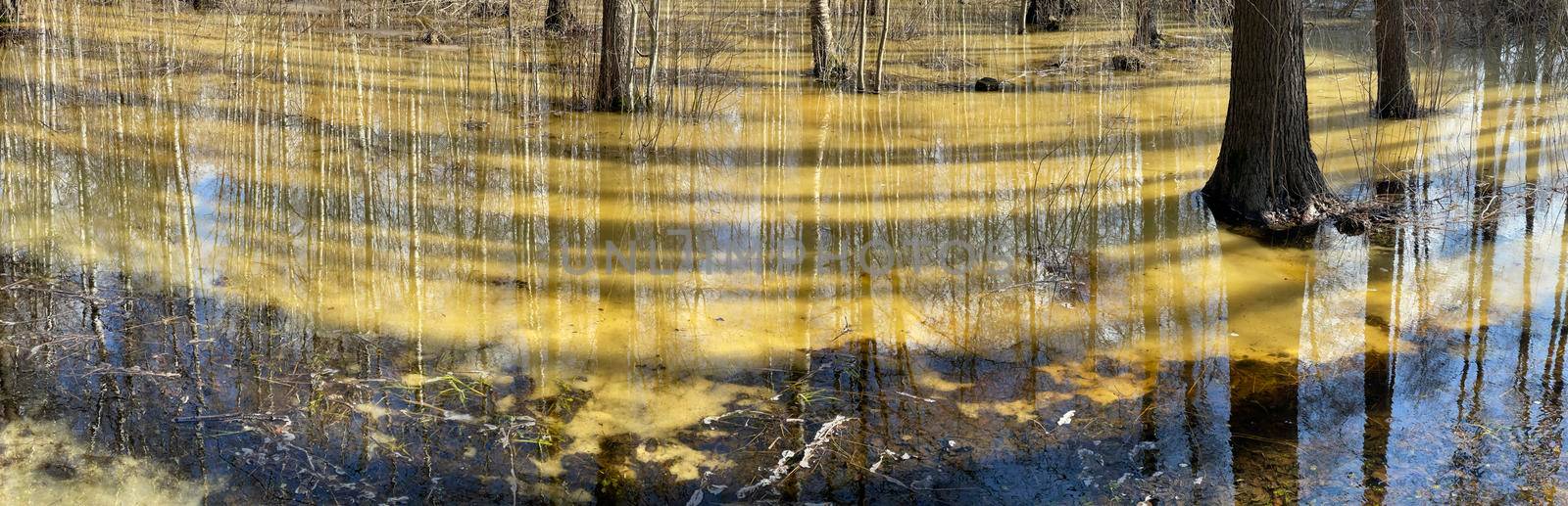 In the wood the spring begins, trees and bushes stand in water, a sunny day, patches of light and reflection on water, trunks of trees are reflected in a puddle, streams flow, conceals snow by vladimirdrozdin