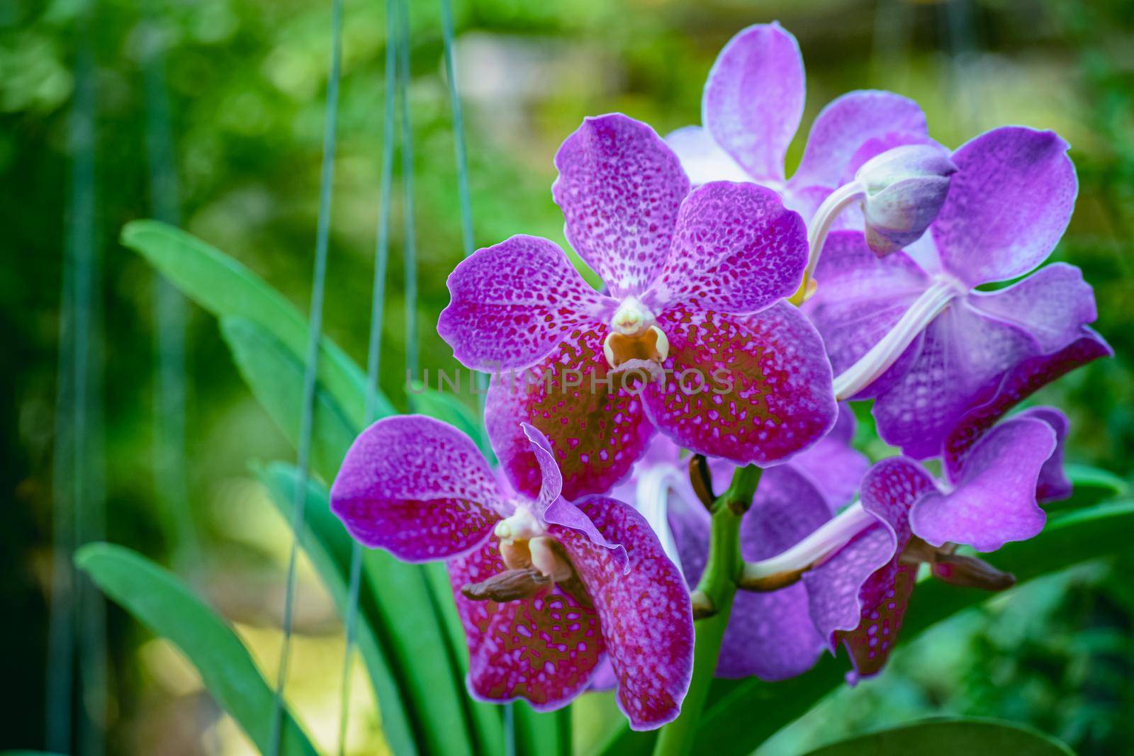 Beautiful tropical purple branch of orchid flower phalaenopsis from family Orchidaceae in garden.Macro of purple orchid in farm, in soft color and soft blurred background.Copy space add text