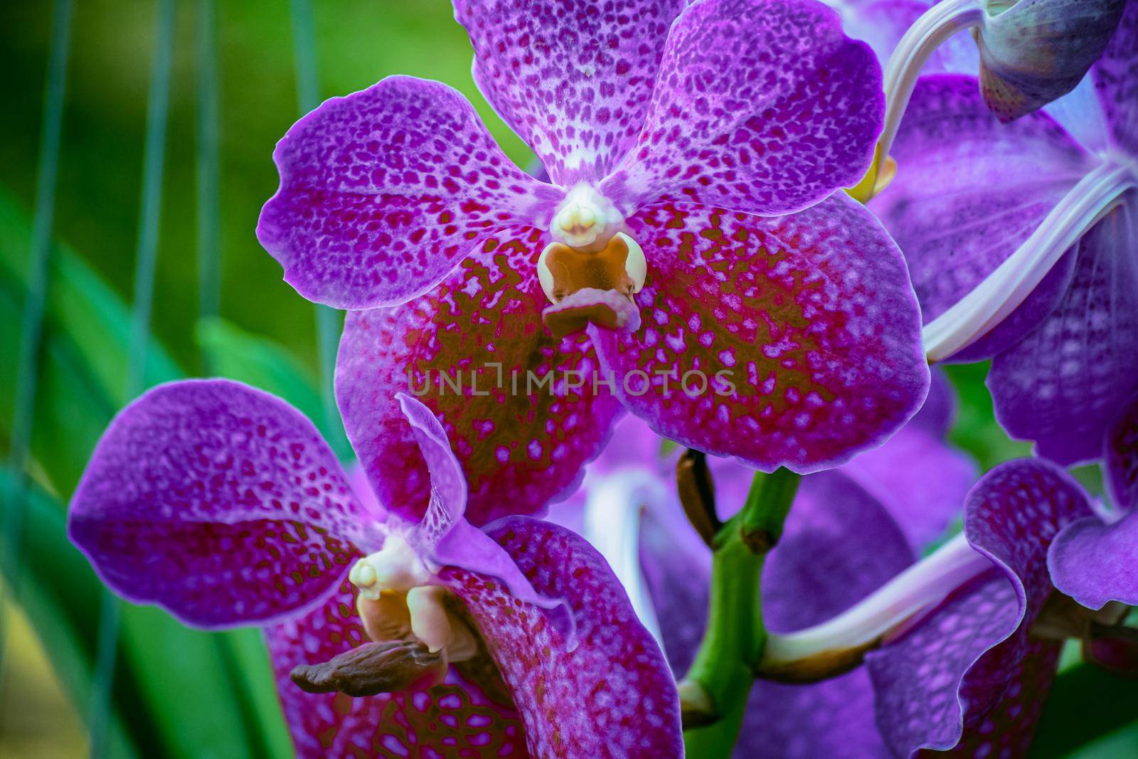 Beautiful tropical purple branch of orchid flower phalaenopsis from family Orchidaceae on garden background.Selective focus.For Women's Day,Flower Card,postcard beaty, agriculture idea concept design