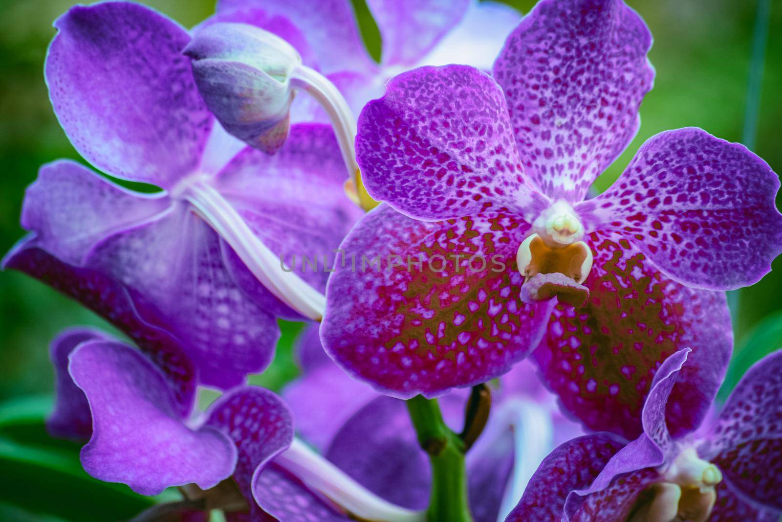 Beautiful tropical purple branch of orchid flower phalaenopsis from family Orchidaceae on garden background.Macro of orchid in farm,in soft color and soft blurred background.Women's Day,beauty concept