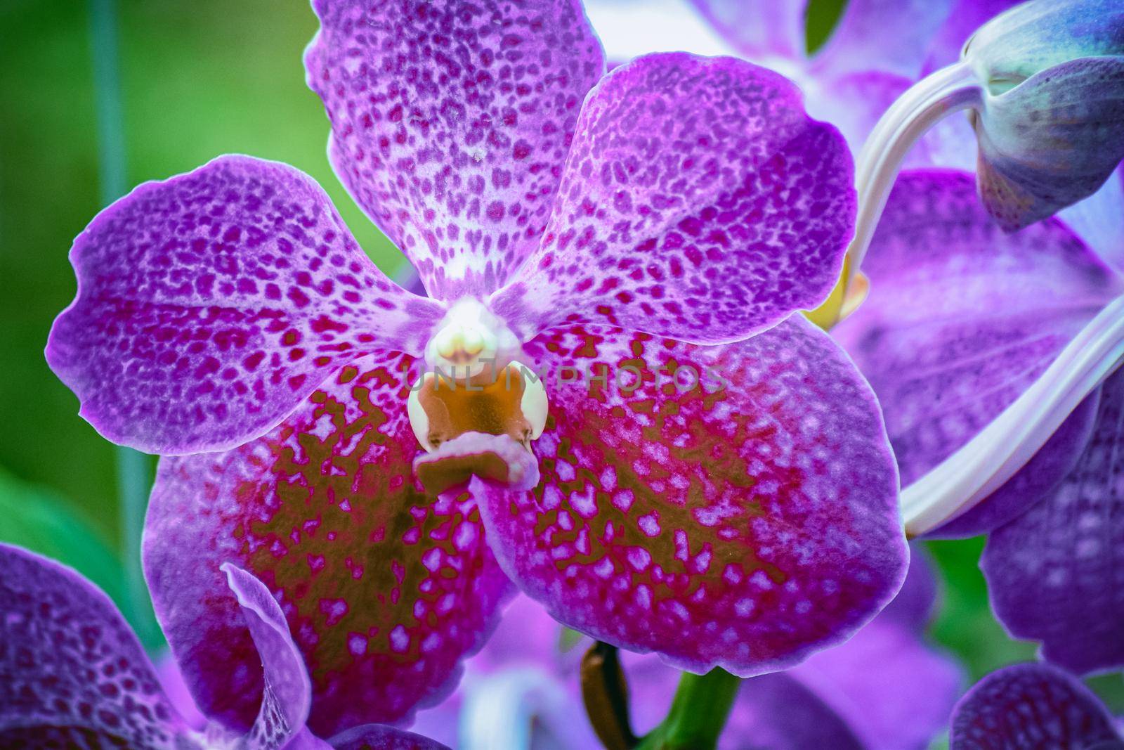 Beautiful tropical purple branch of orchid flower phalaenopsis from family Orchidaceae on garden background.Macro of orchid in farm, in soft color and blurred background.Women's Day,Flower Card,beauty