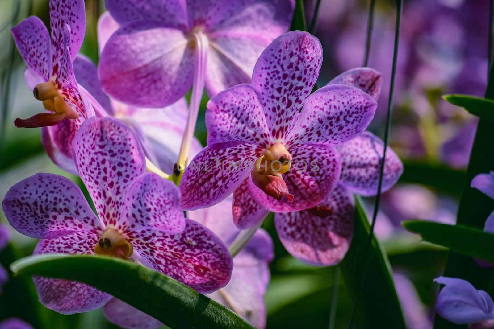 Beautiful tropical purple branch of orchid flower phalaenopsis from family Orchidaceae in nature.Macro of orchid in farm,in soft color and blurred background.For Women's Day,Flower Card,beauty