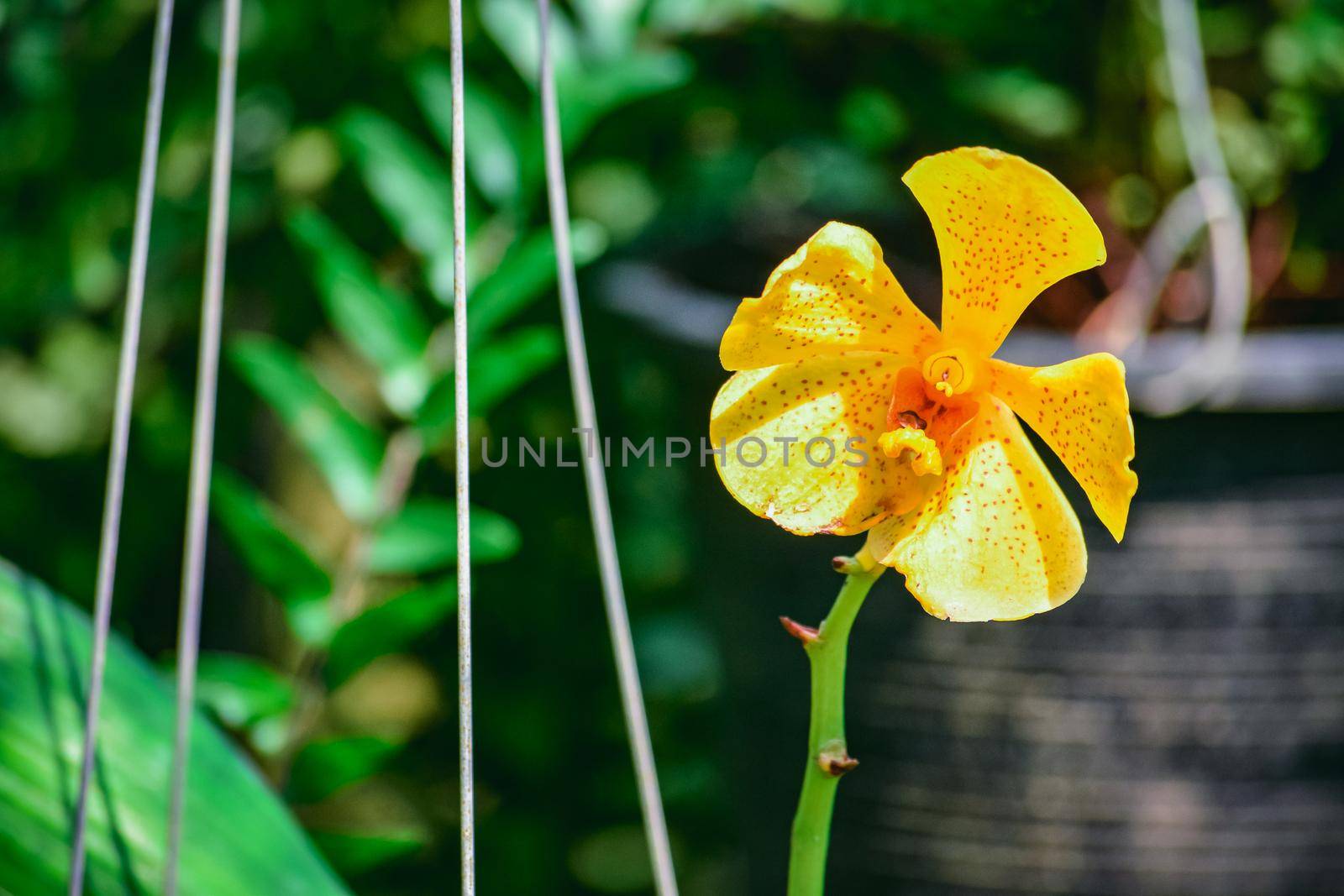 Beautiful tropical yellow branch of orchid flower phalaenopsis from family Orchidaceae on garden background.Macro of purple orchid in farm,in soft color and soft blurred background.Copy space add text